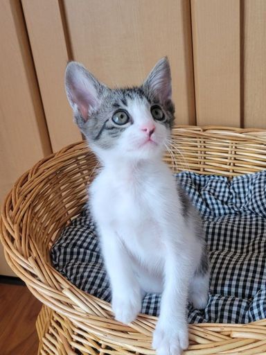 めのうの写真