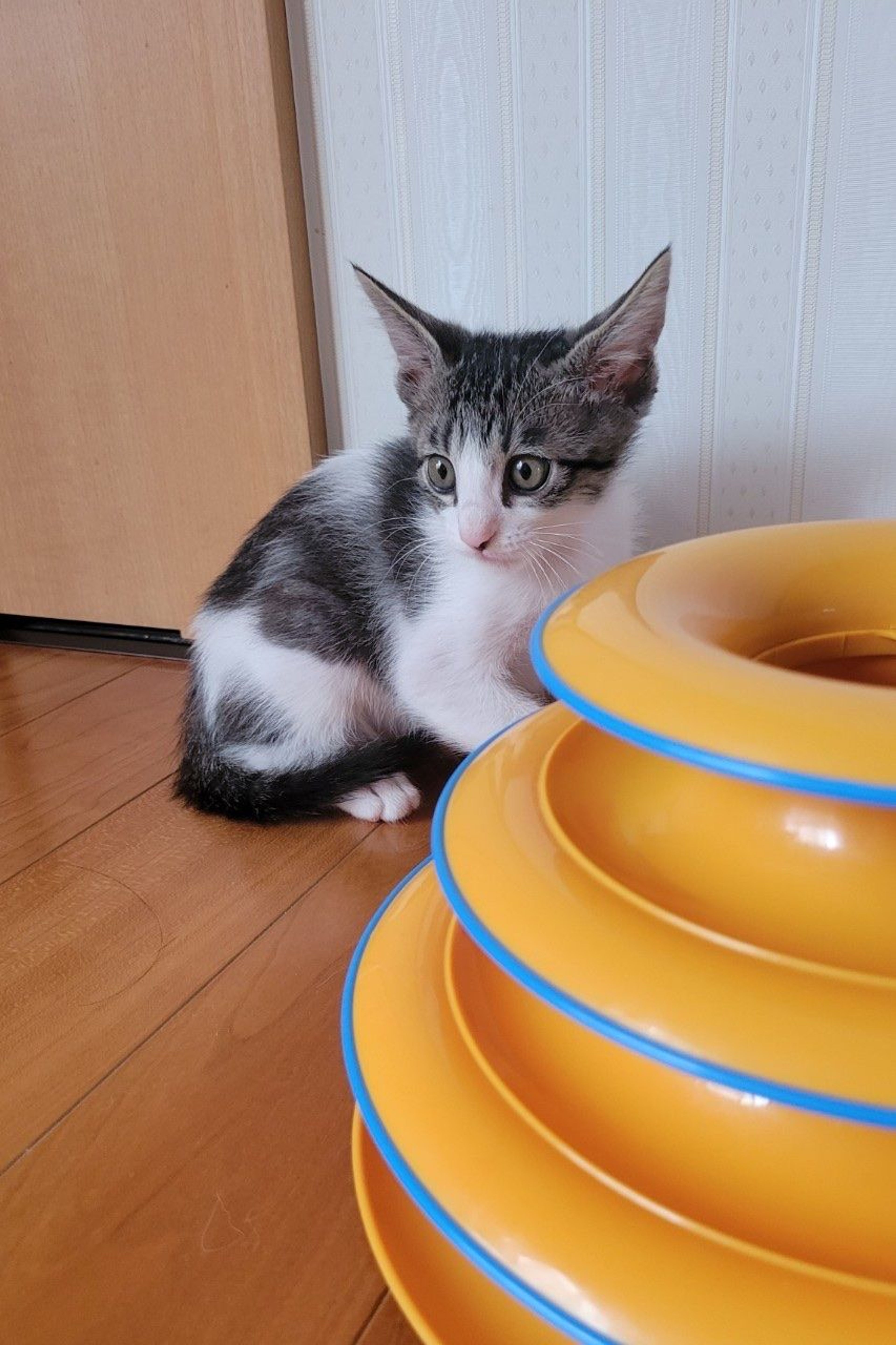 pet-image-2