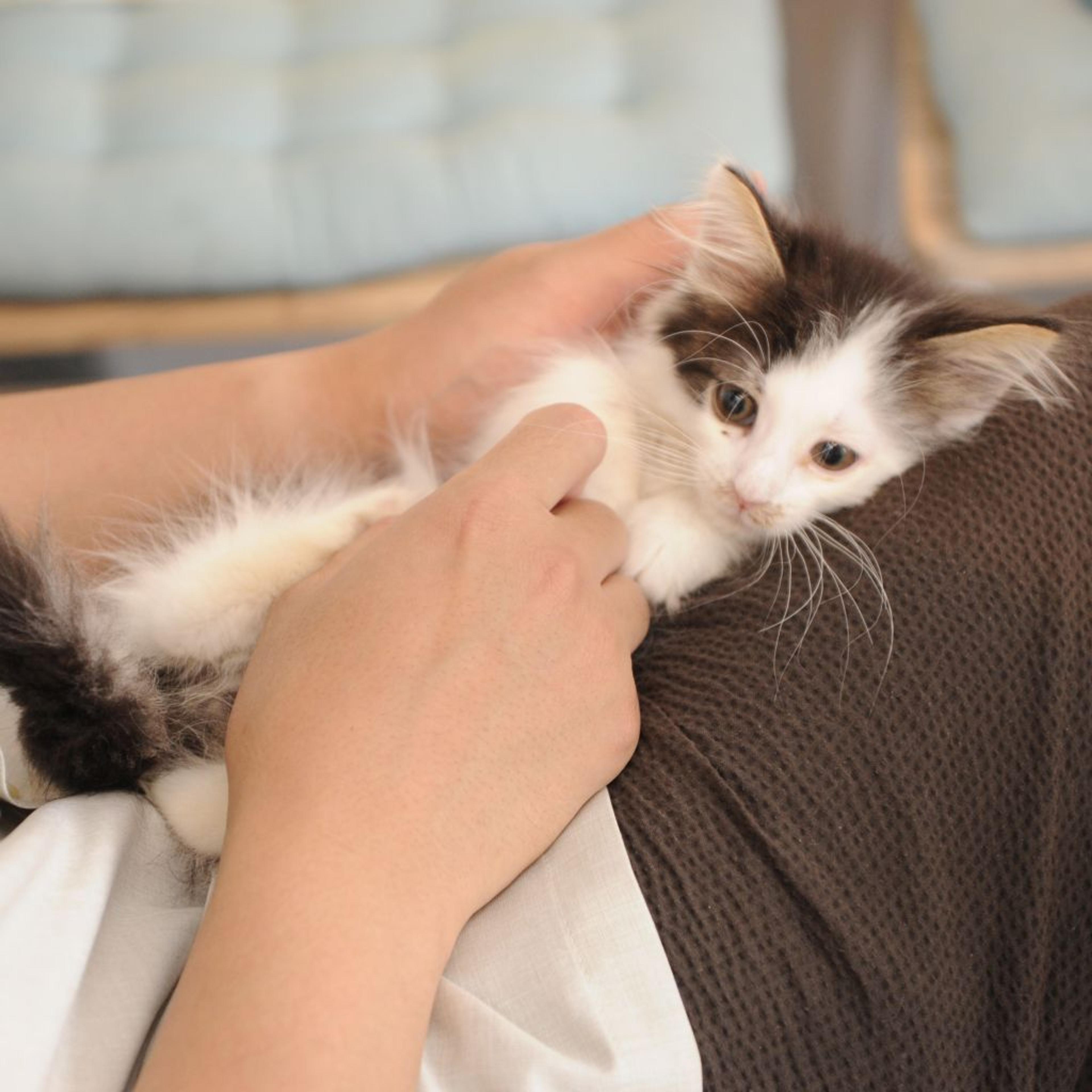 pet-image-3
