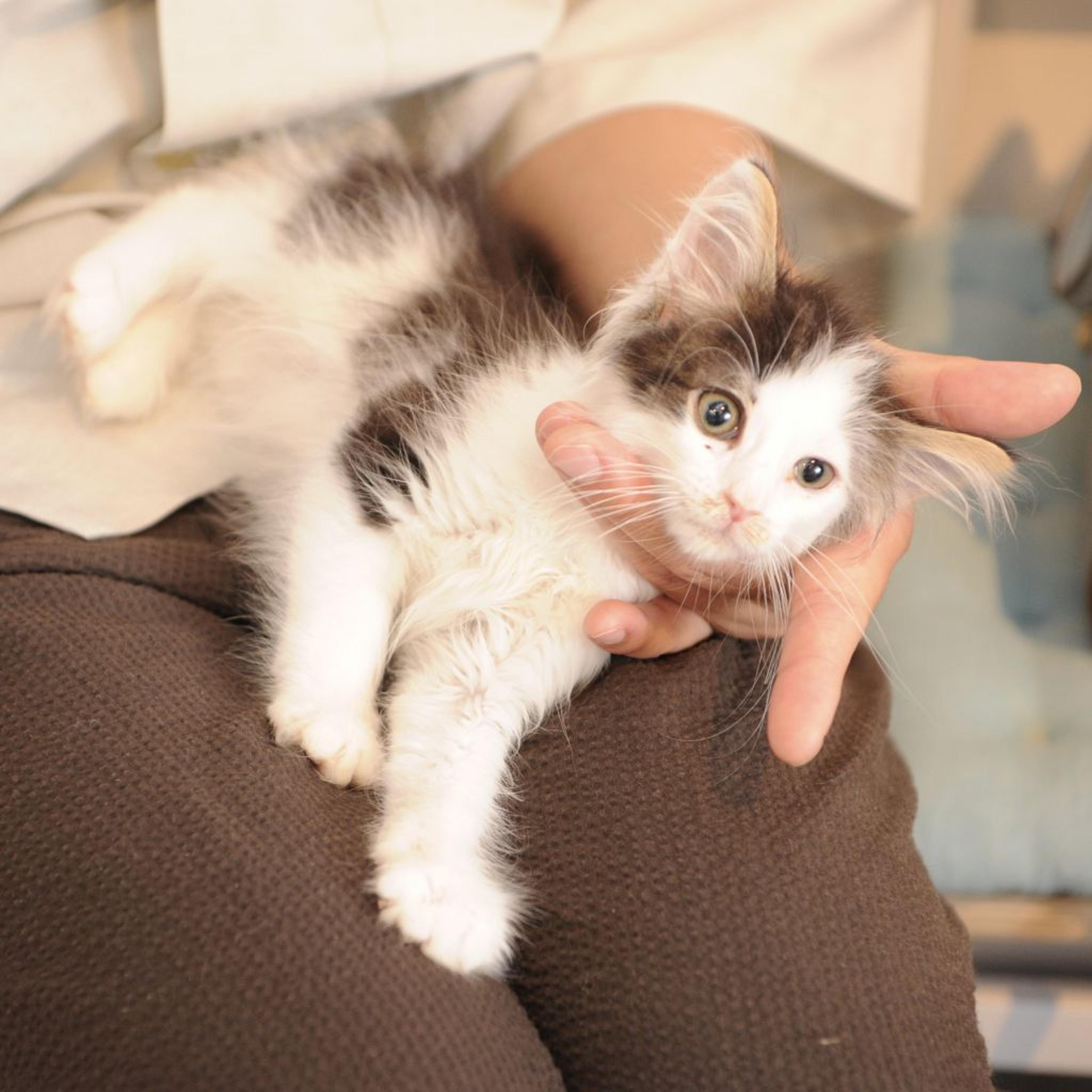 pet-image-4