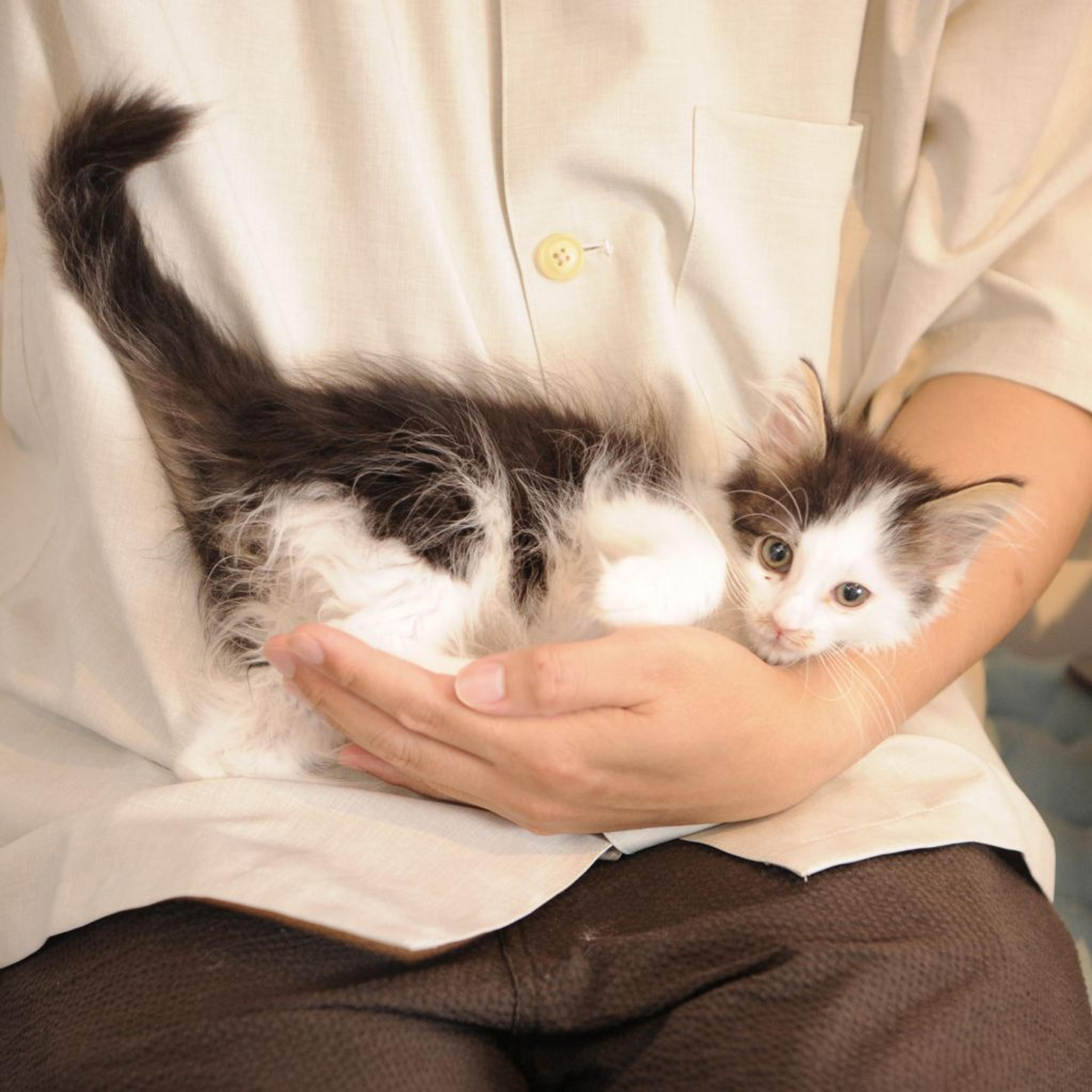 pet-image-5