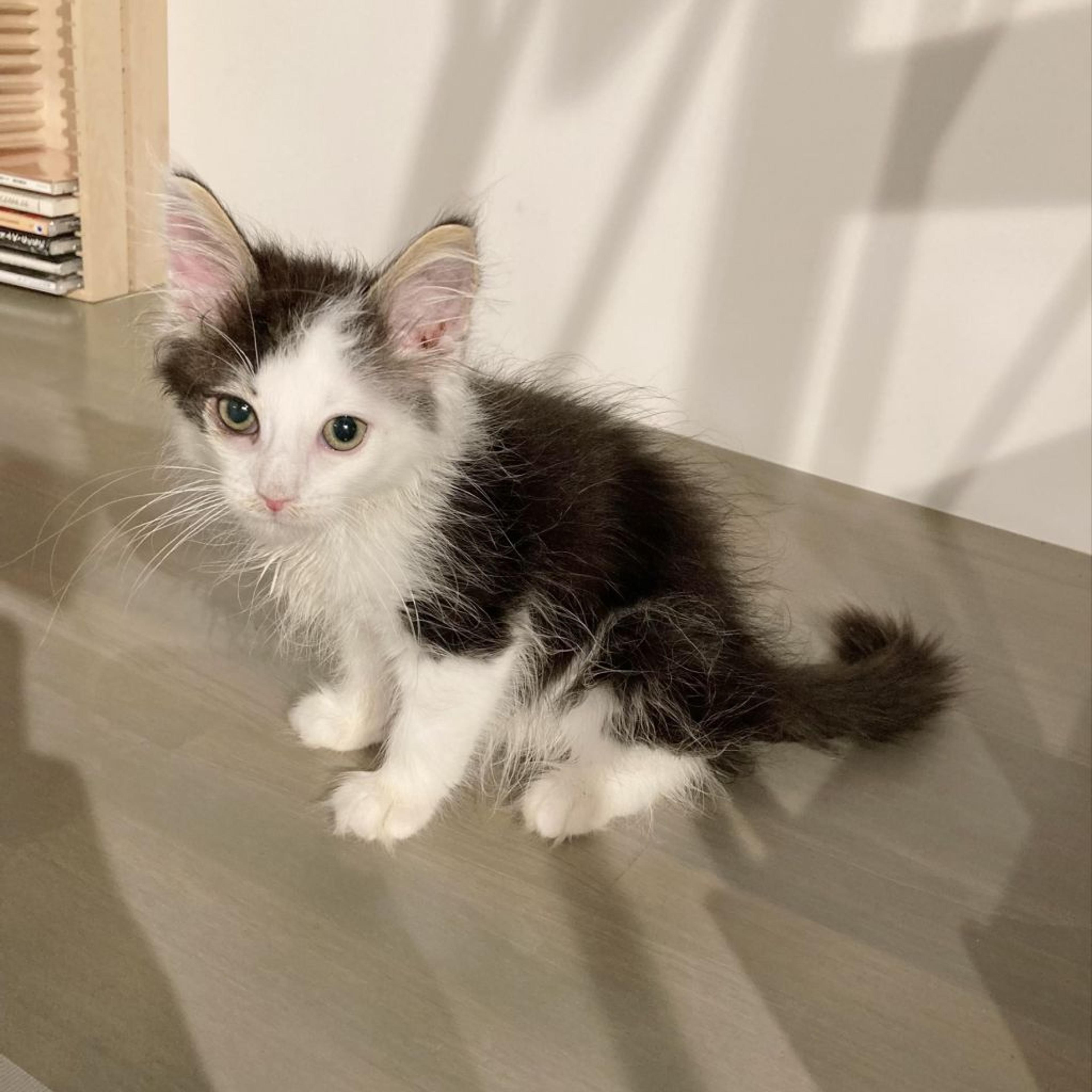 pet-image-6