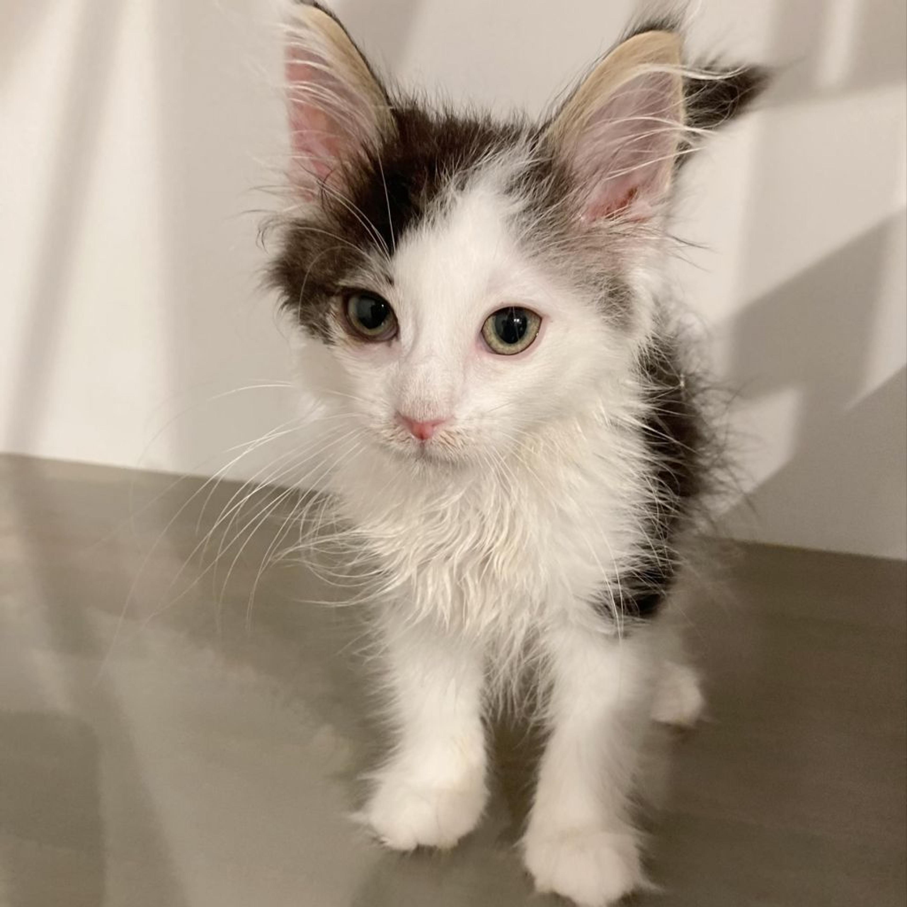 pet-image-7