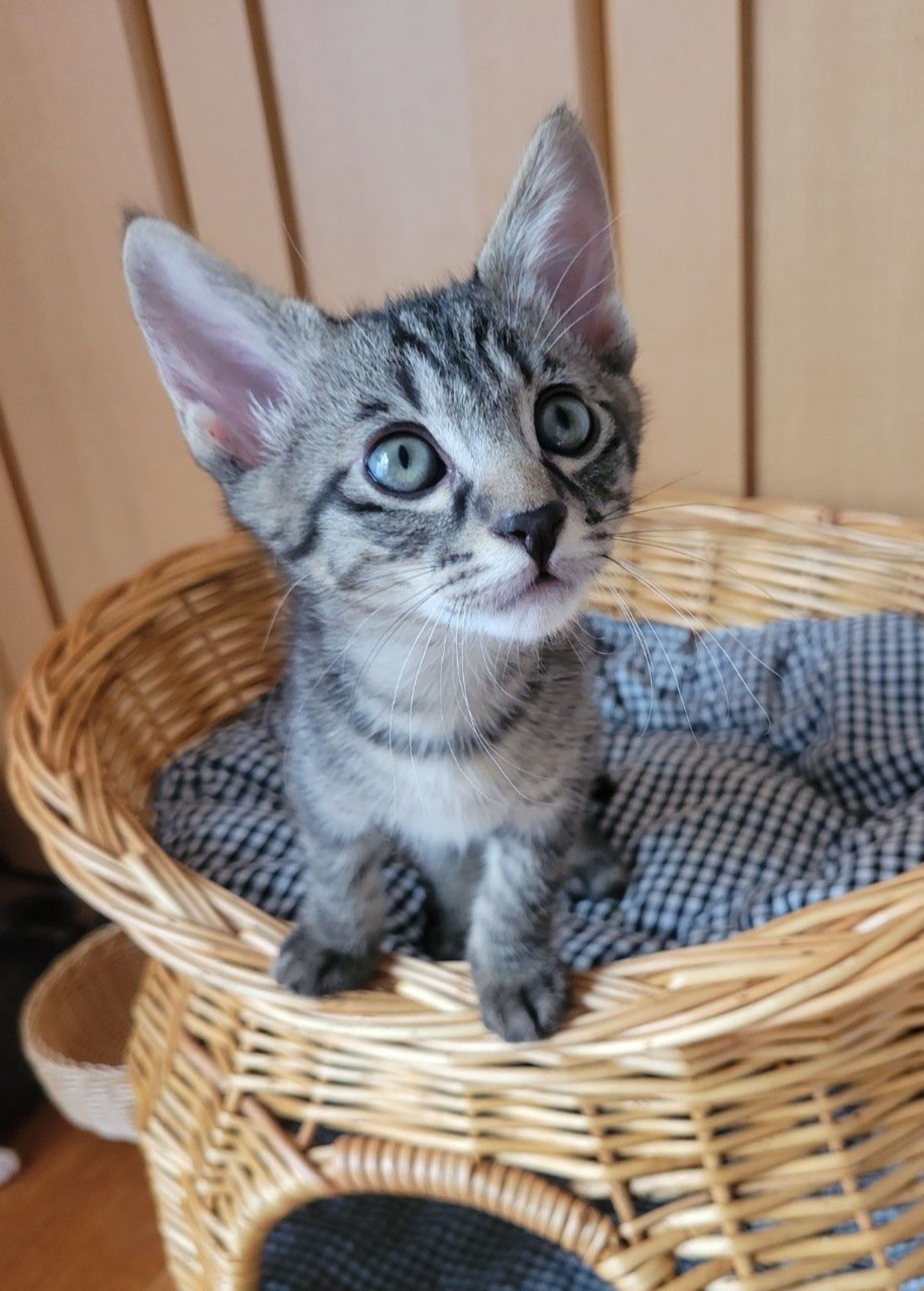 雑種（ミックス猫）・オスの里親募集の写真
