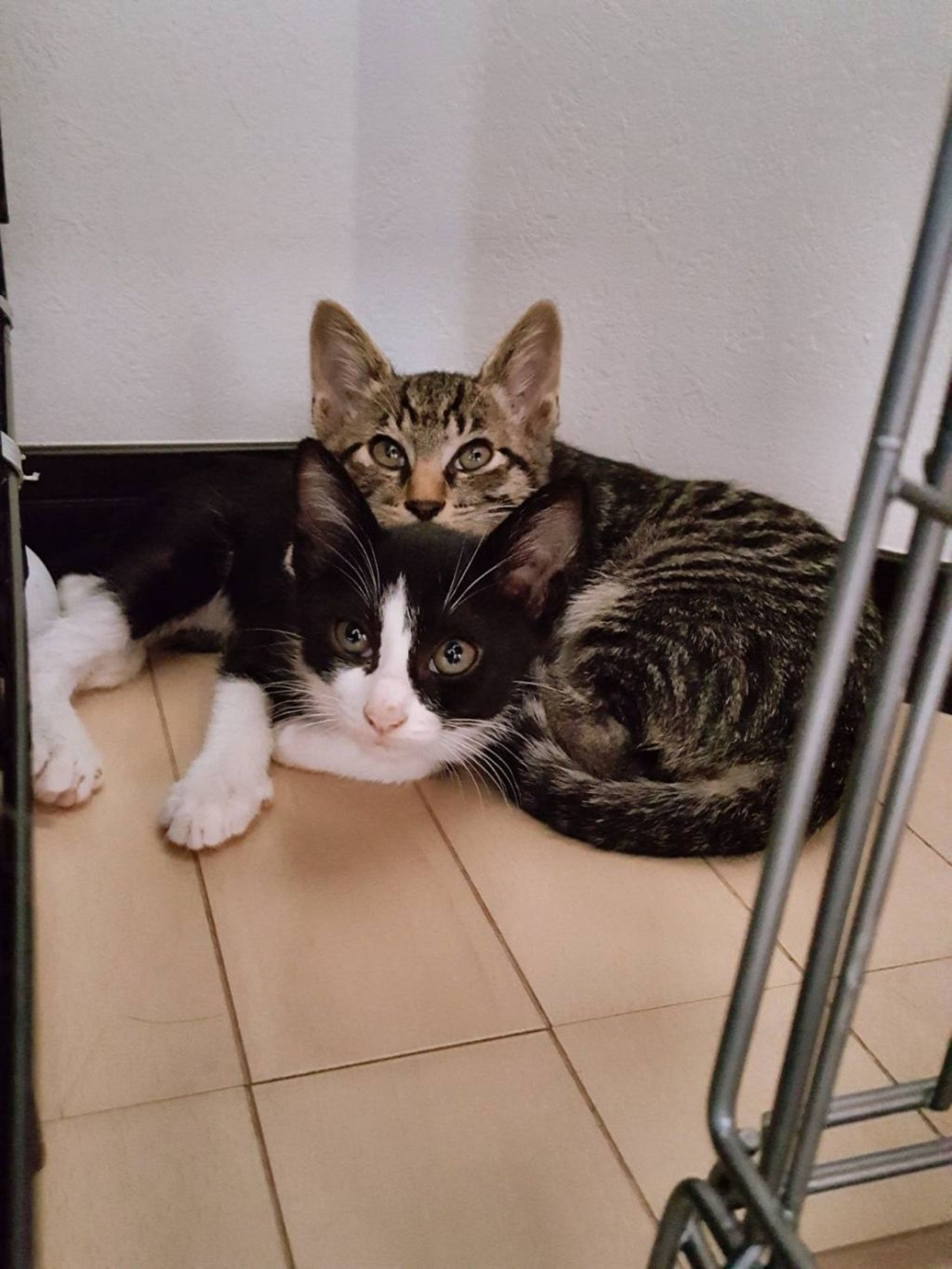 雑種（ミックス猫）・メスの里親募集の写真