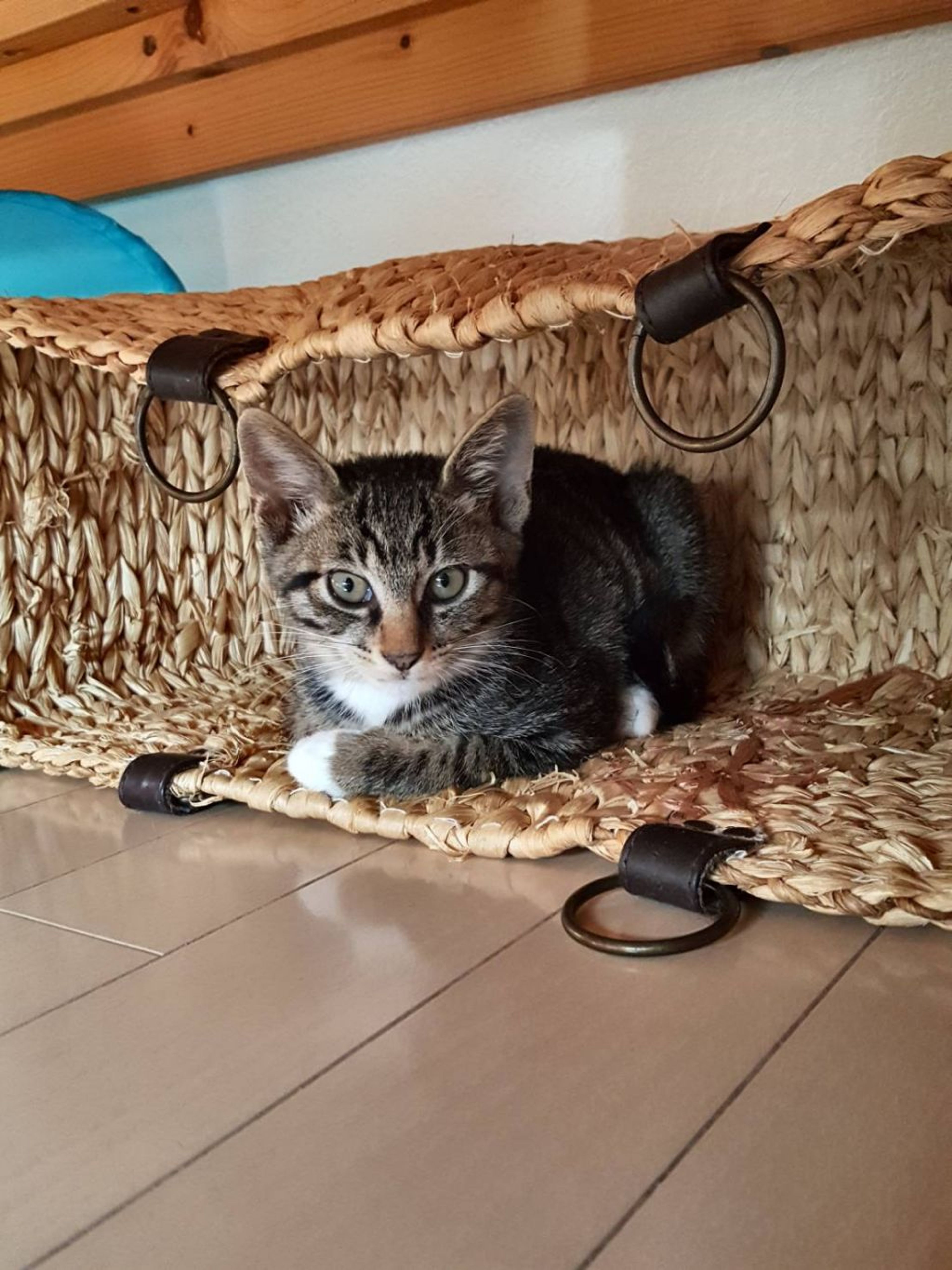 pet-image-4