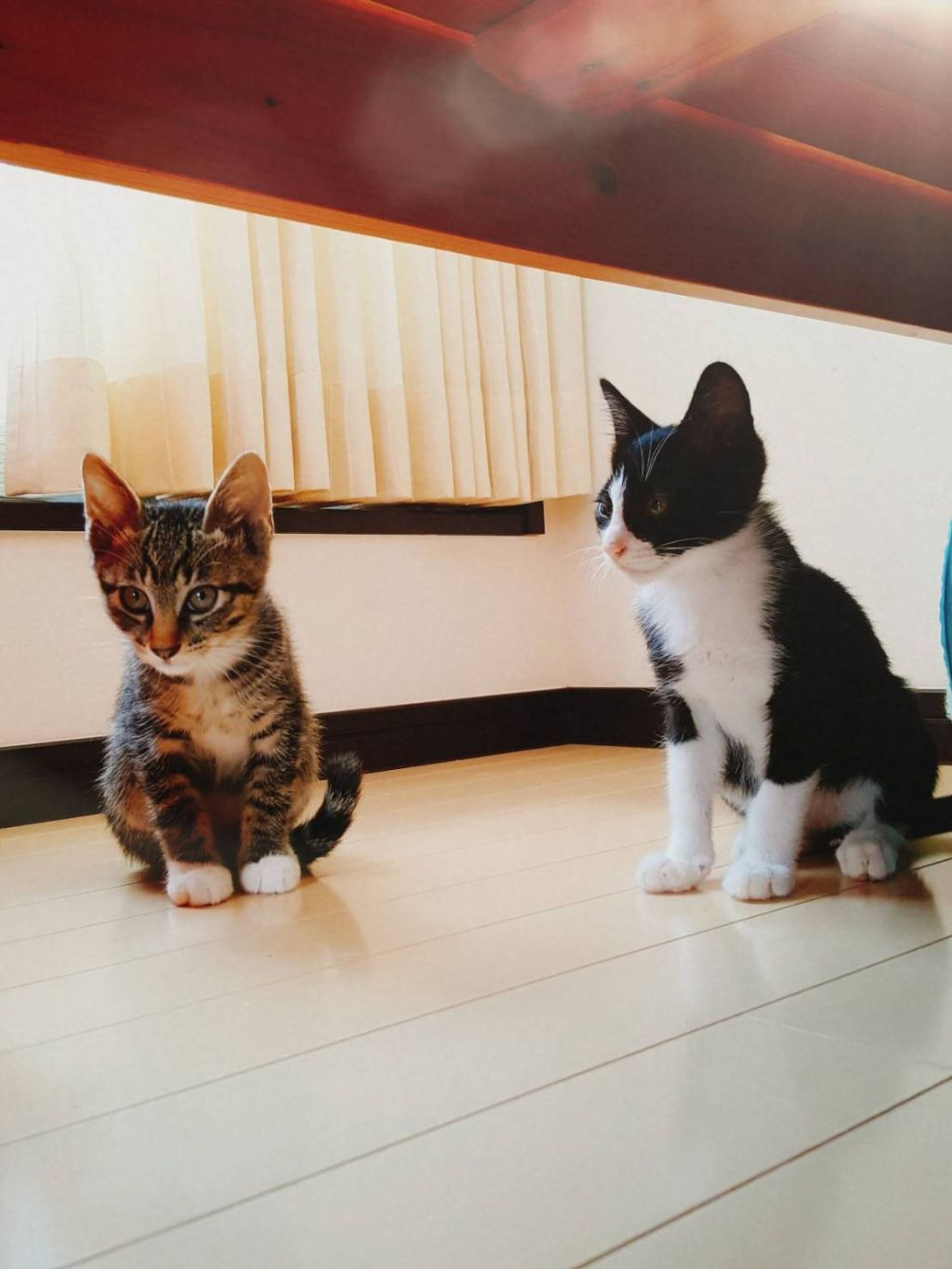 pet-image-5