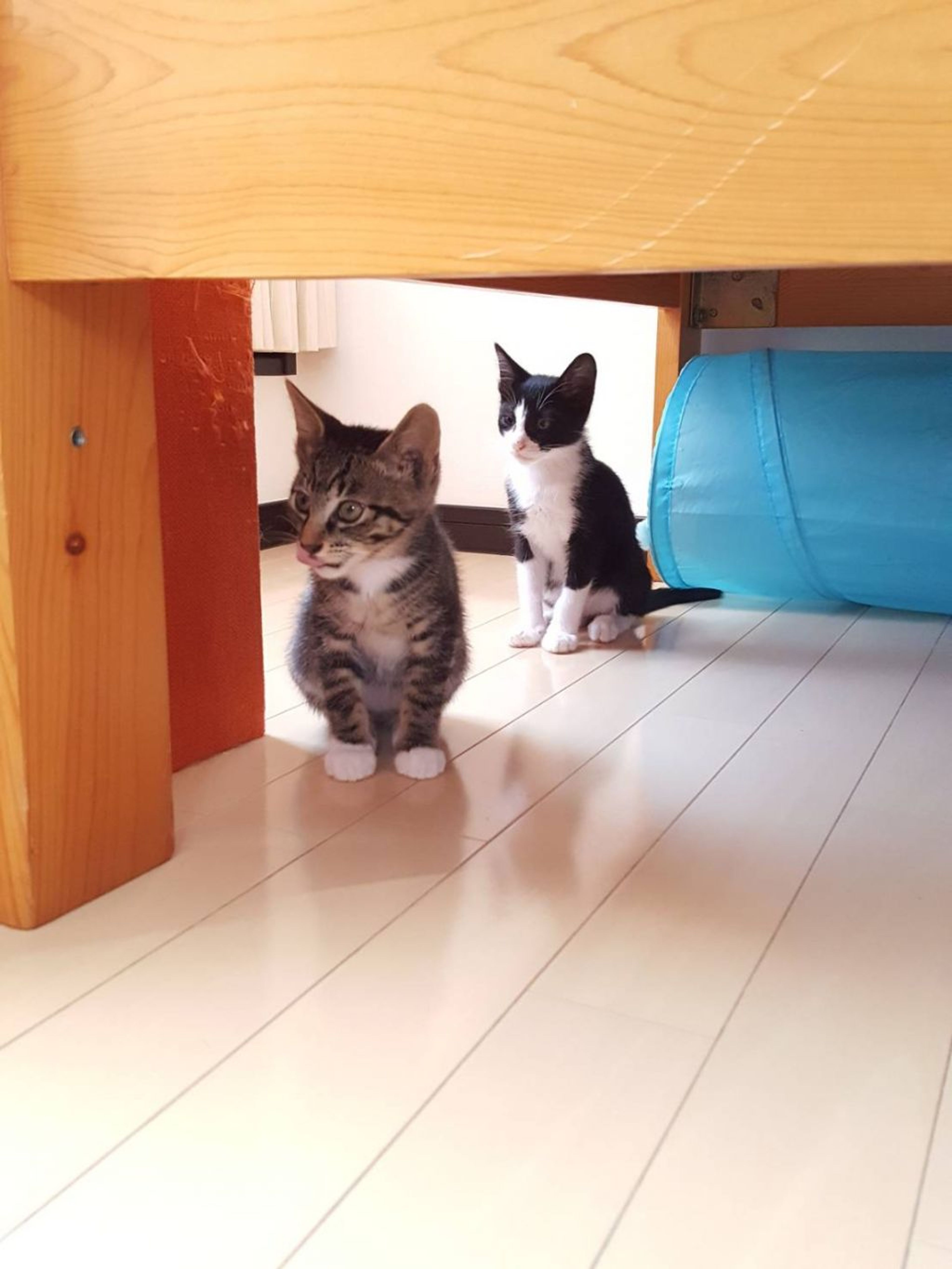 pet-image-8