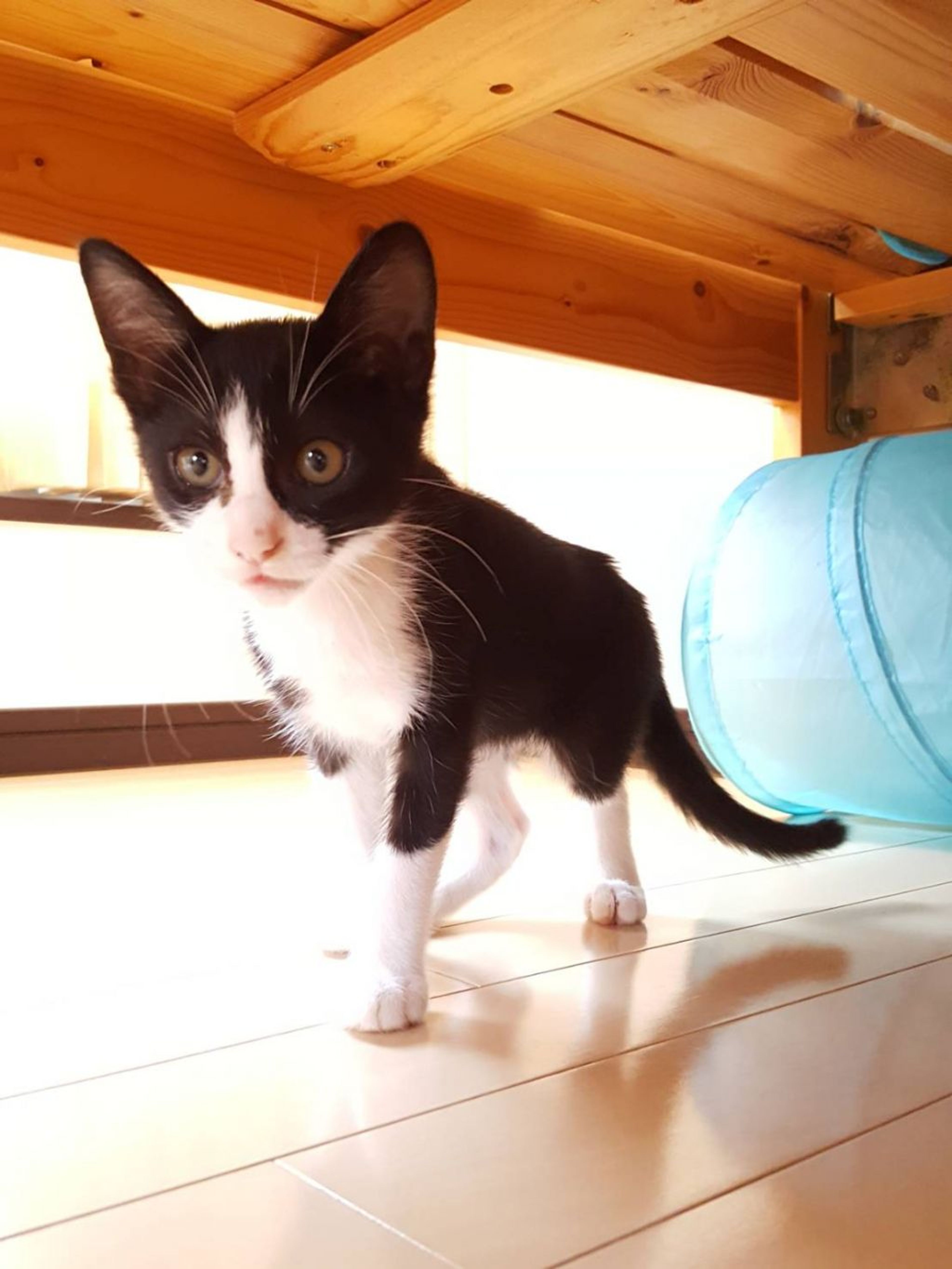 pet-image-9