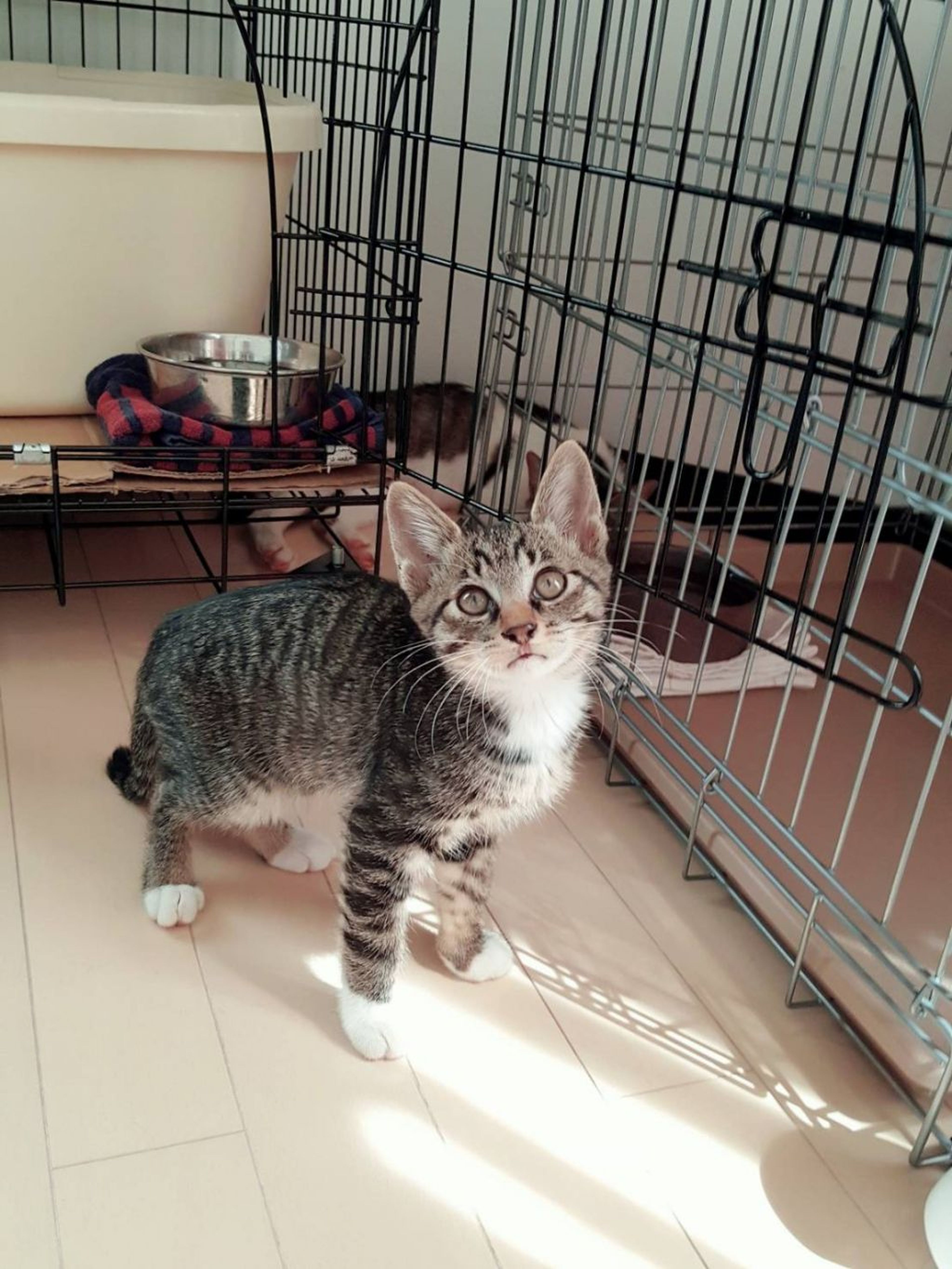 pet-image-10
