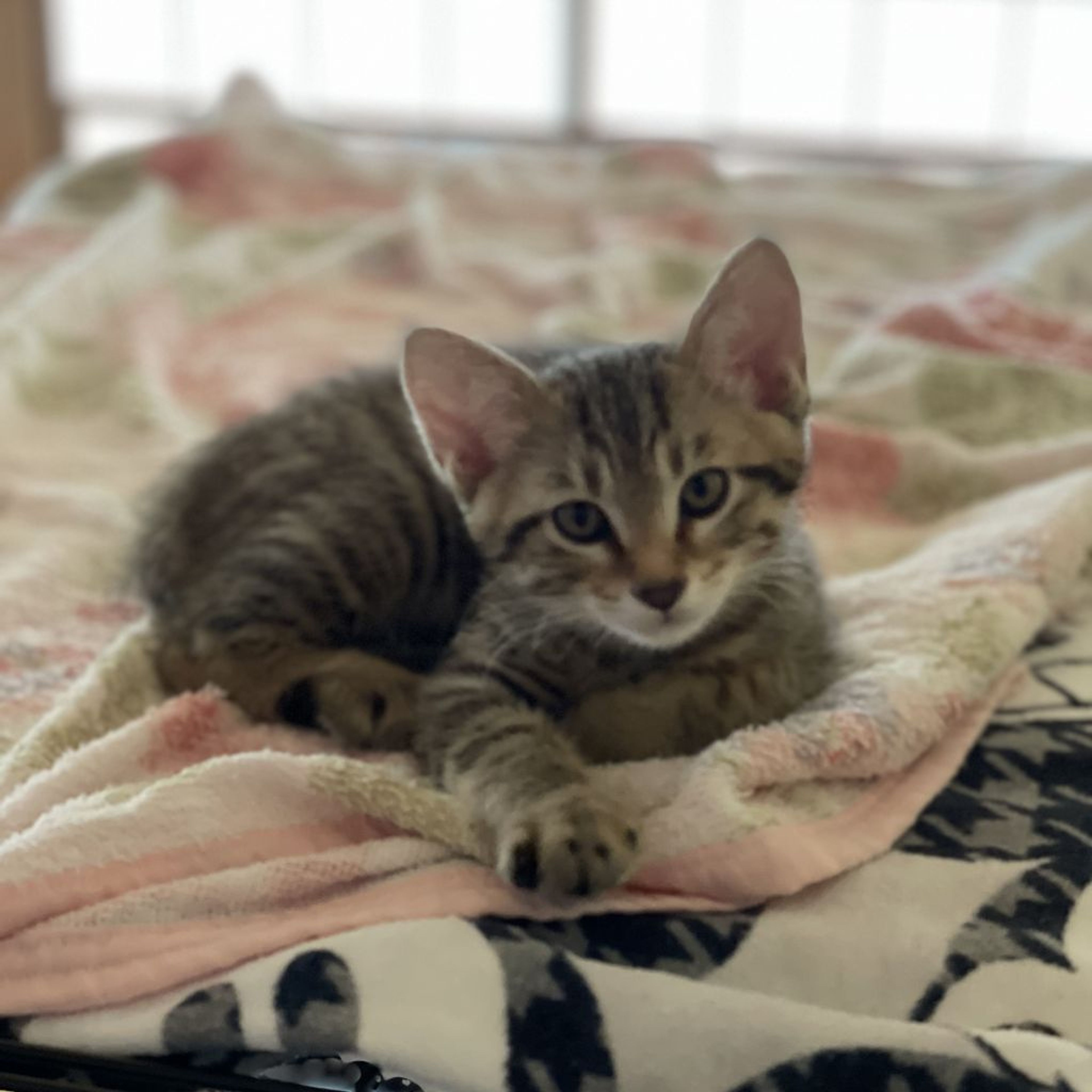雑種（ミックス猫）・オスの里親募集の写真