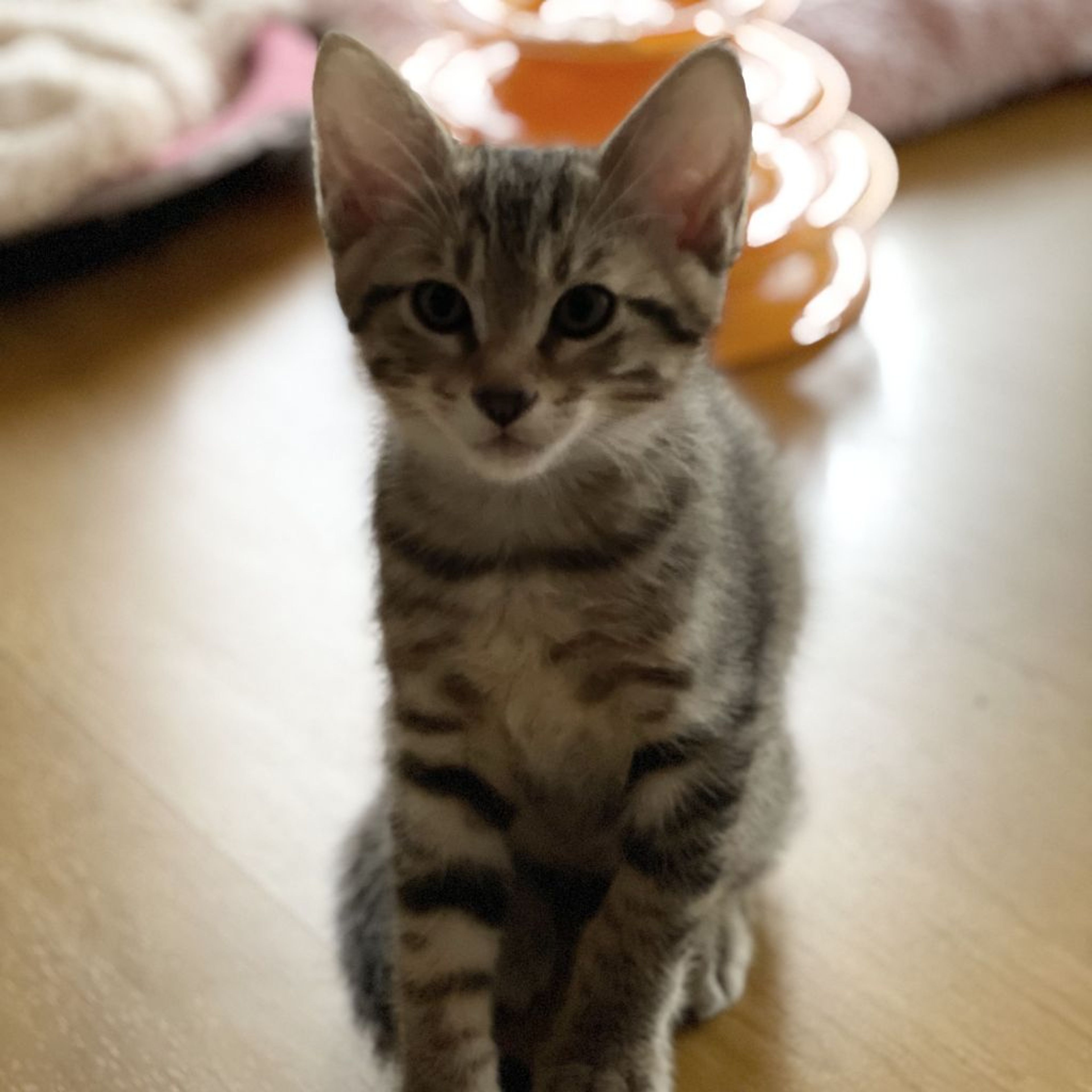 pet-image-2