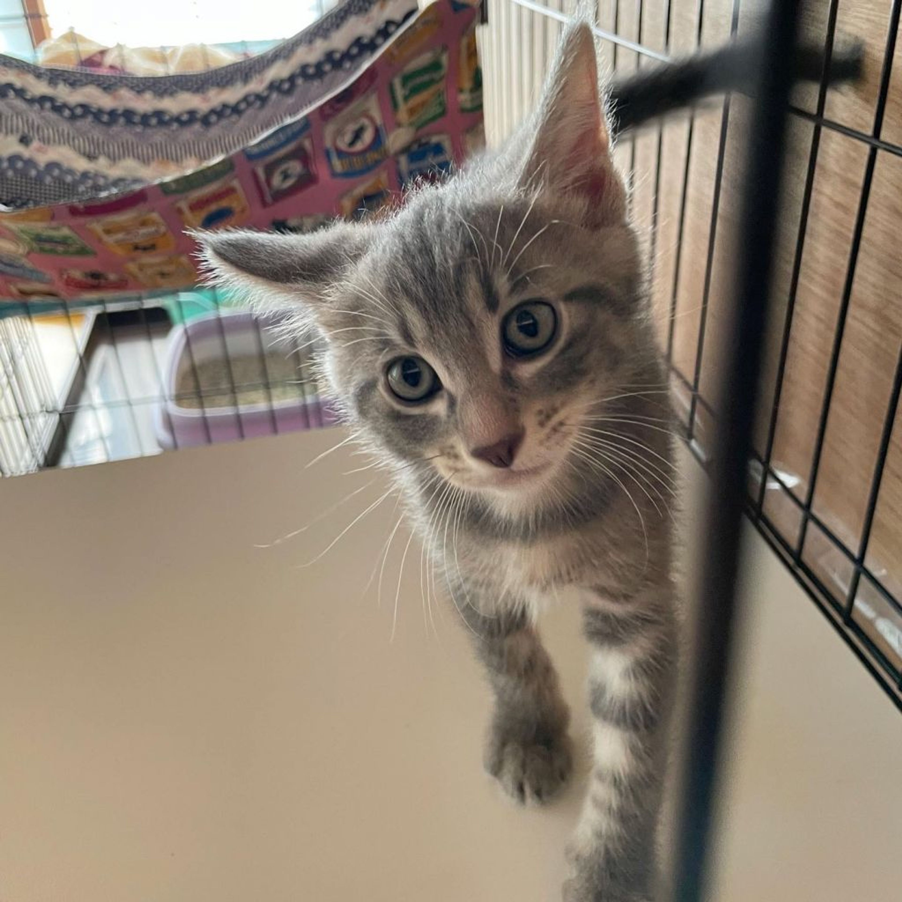 雑種（ミックス猫）・メスの里親募集の写真