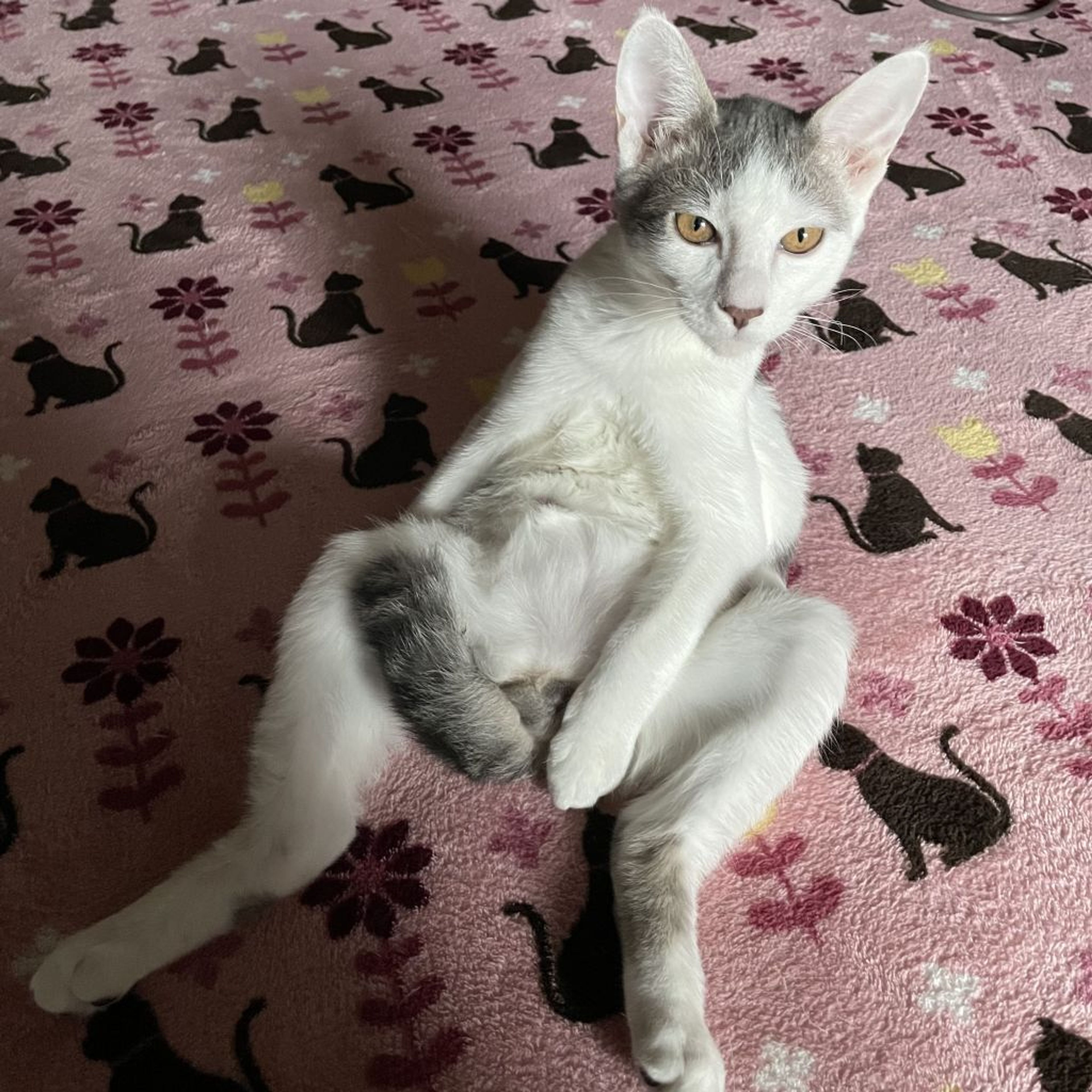 pet-image-2