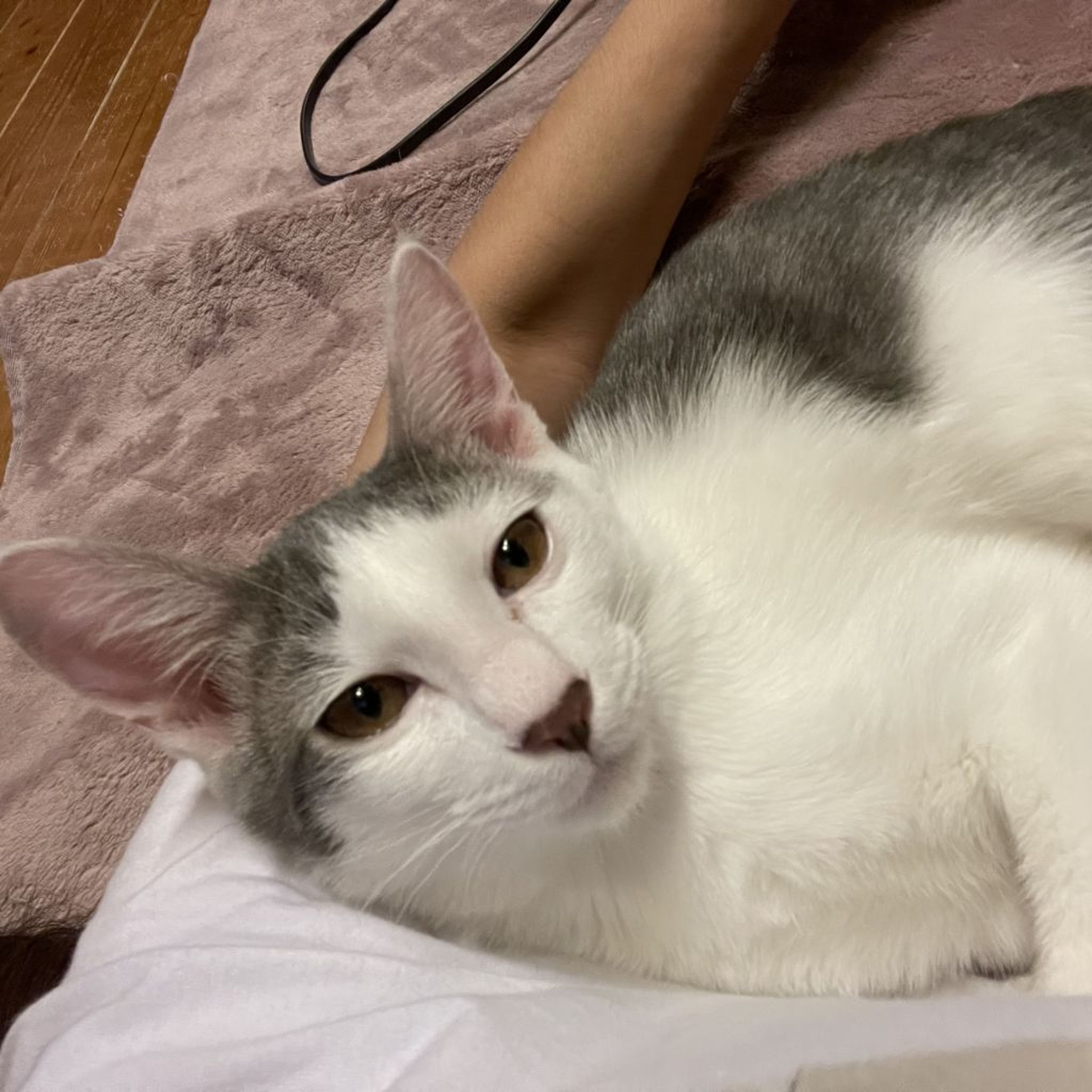 pet-image-3