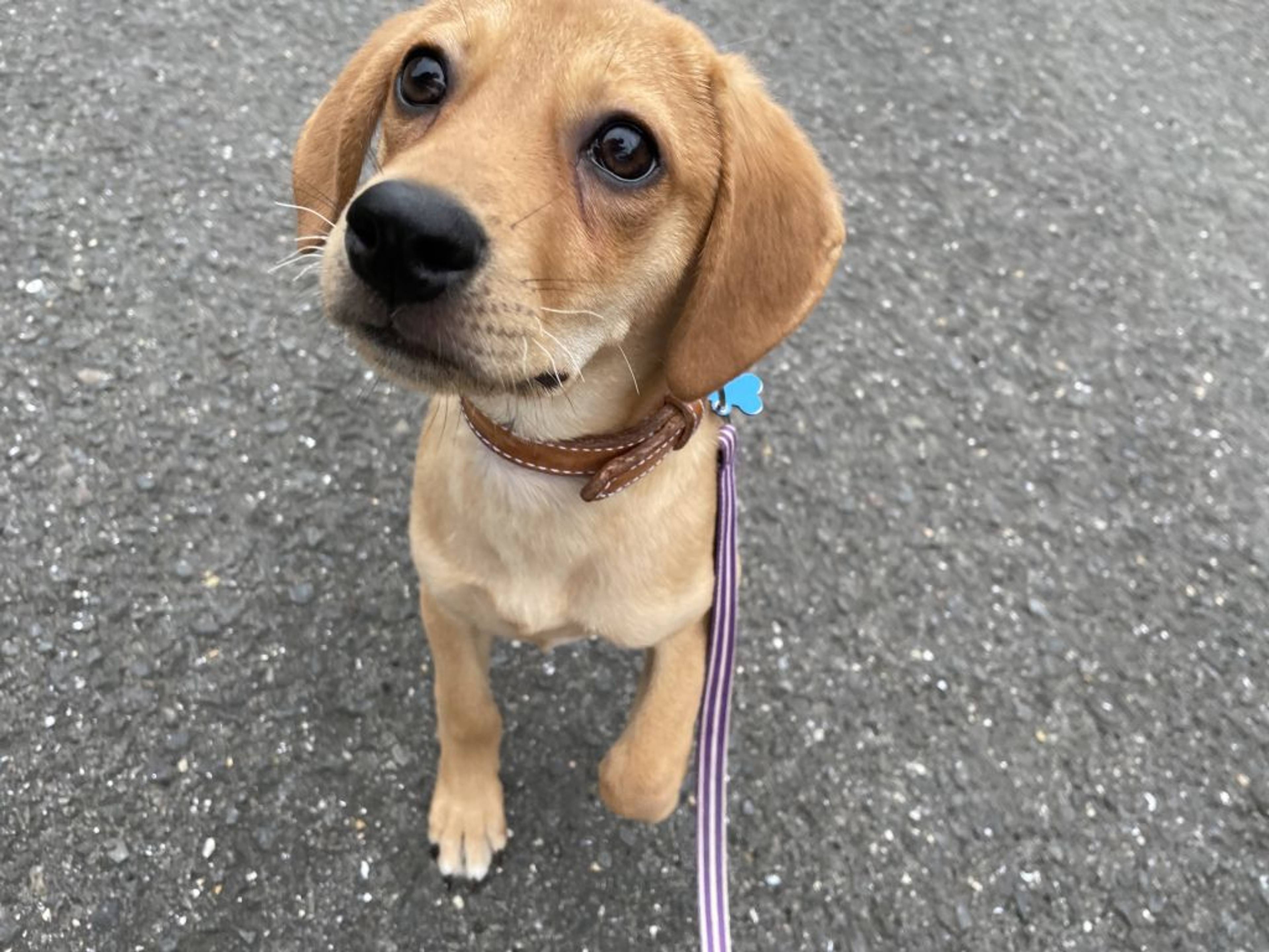 雑種（ミックス犬）・メスの里親募集の写真