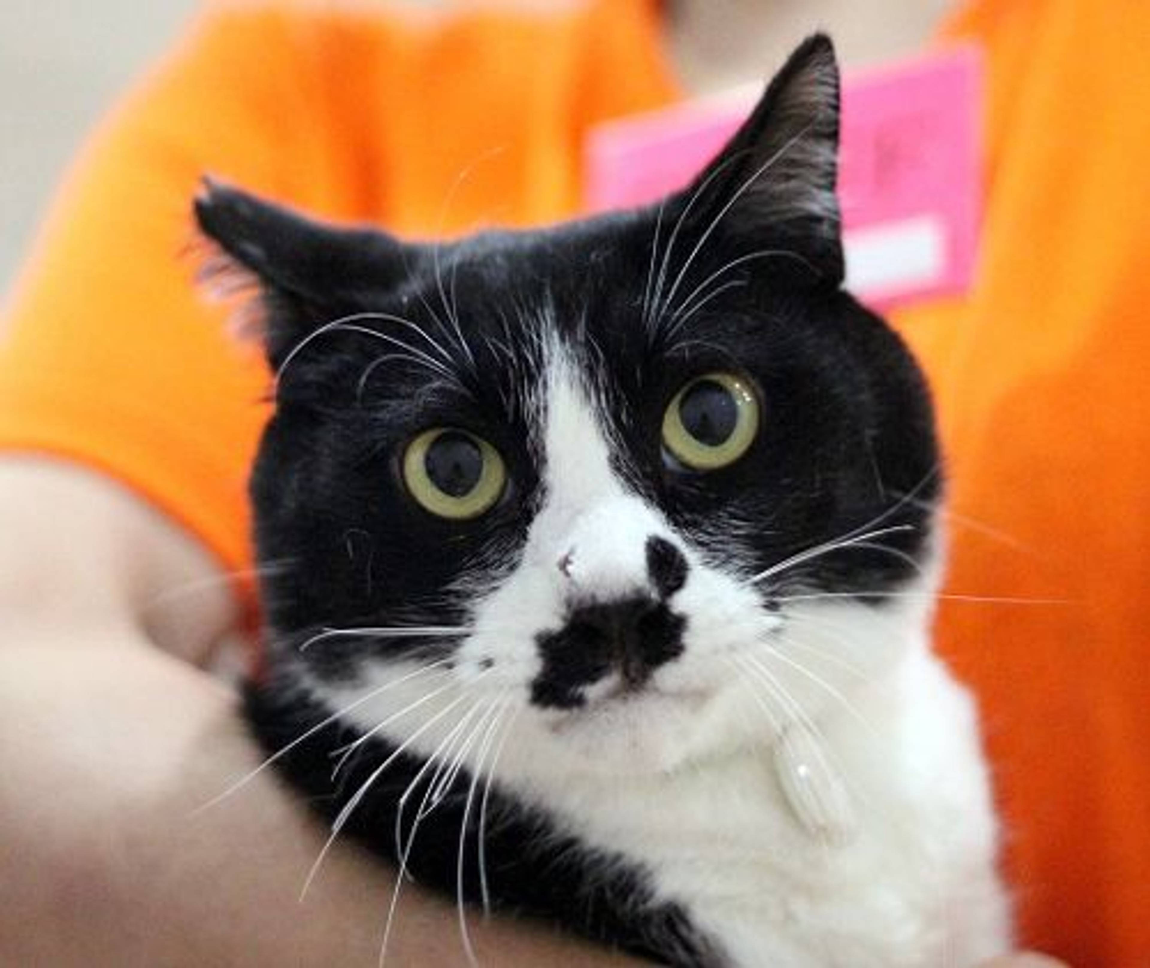 雑種（ミックス猫）・オスの里親募集の写真