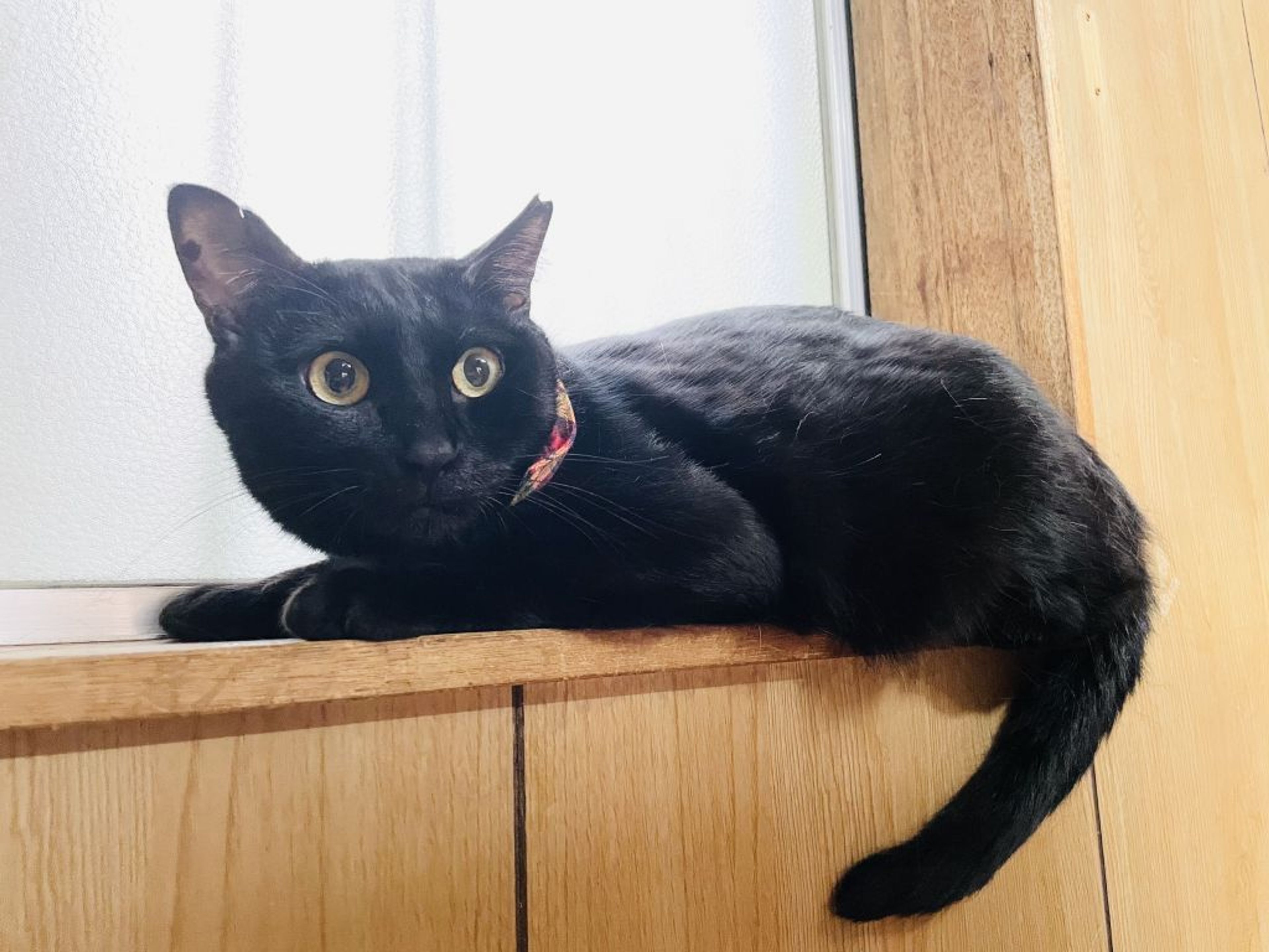 雑種（ミックス猫）・メスの里親募集の写真
