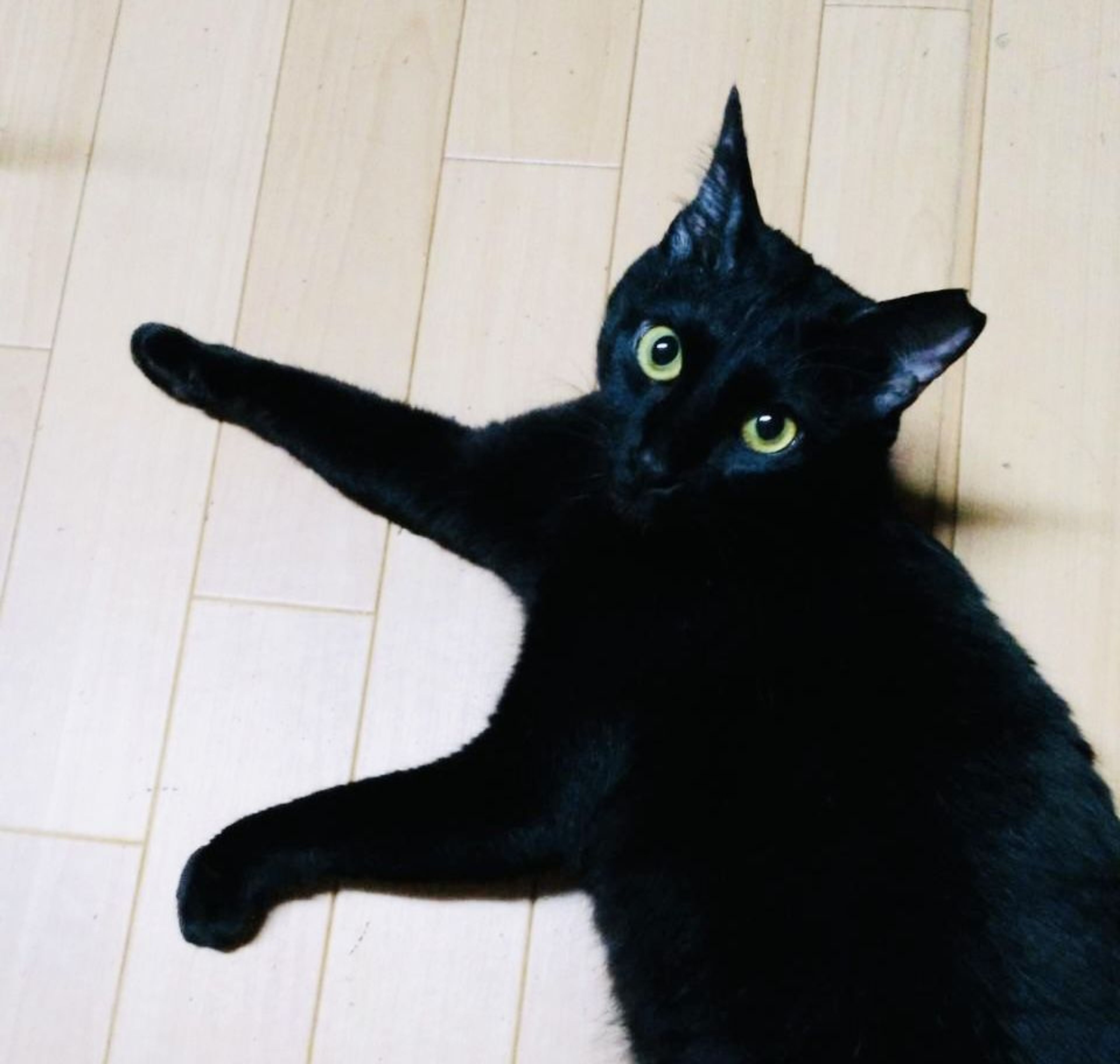 pet-image-2