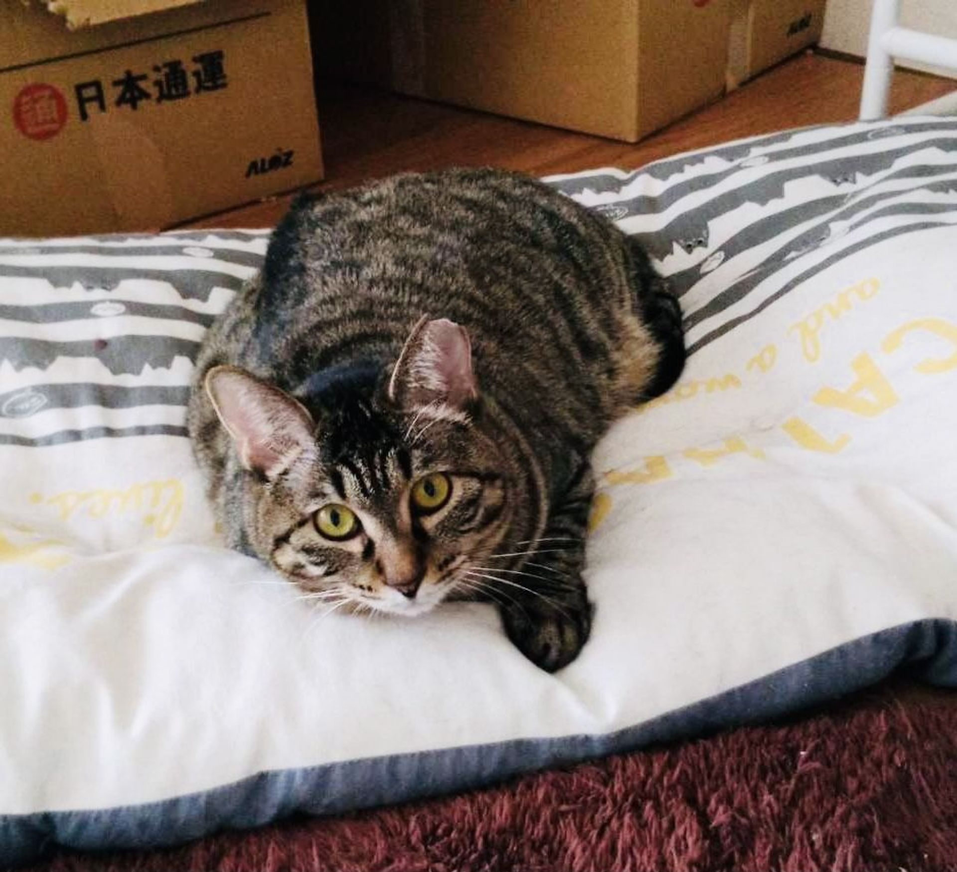 雑種（ミックス猫）・メスの里親募集の写真