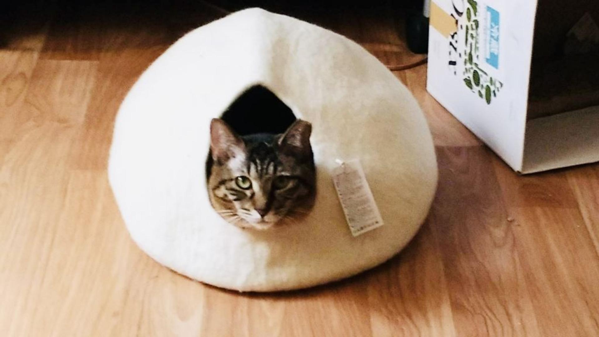 pet-image-4