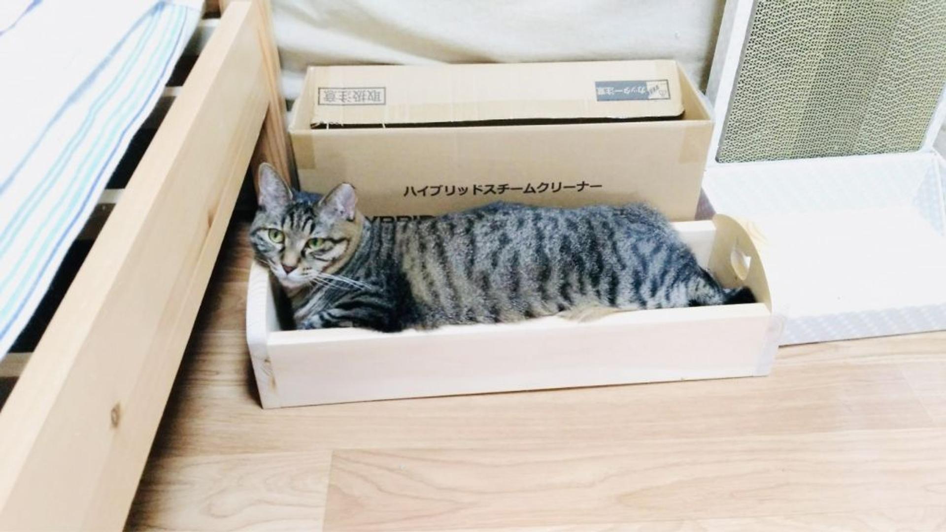 pet-image-5