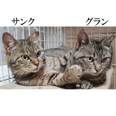 「グラン」と「サンク」の写真