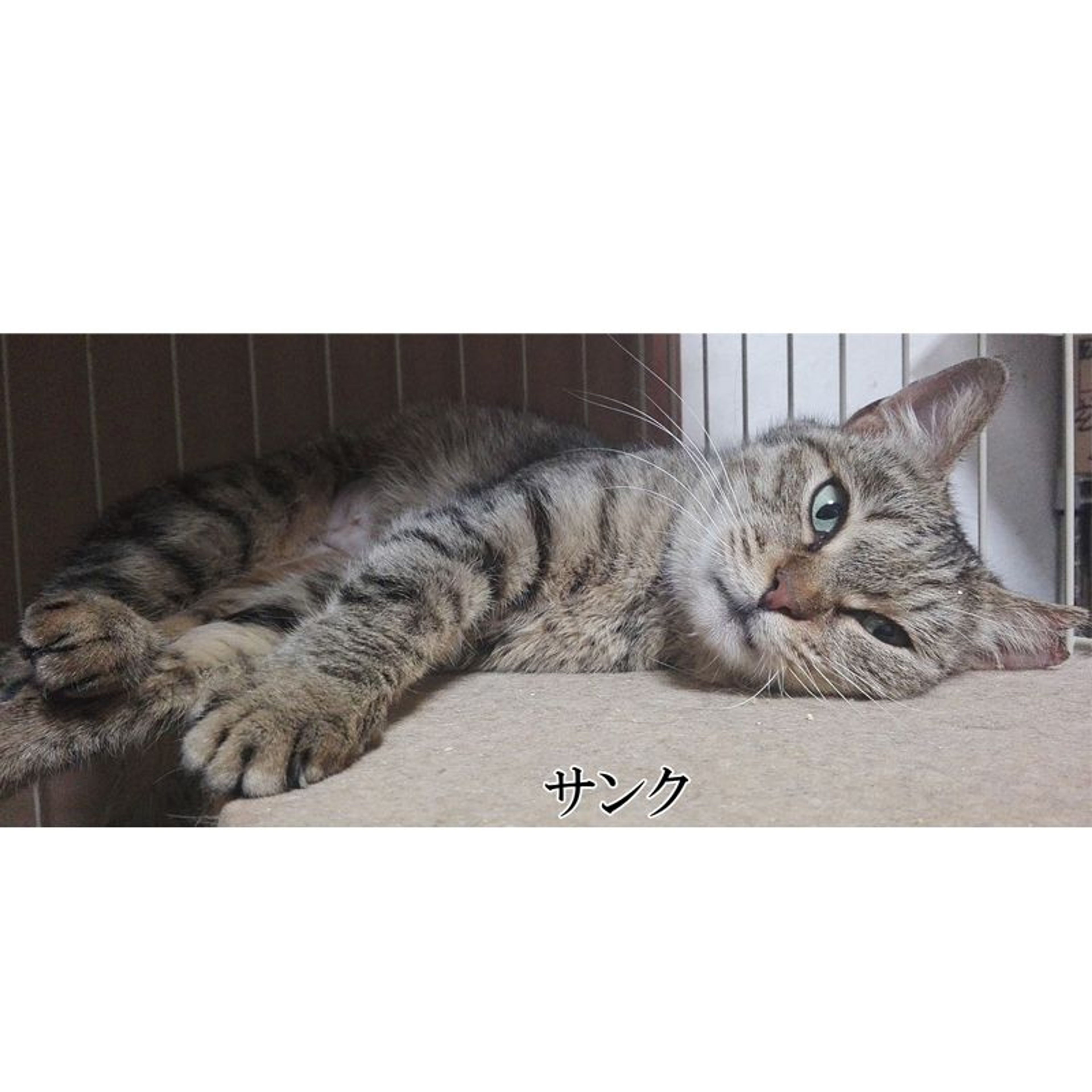 pet-image-4