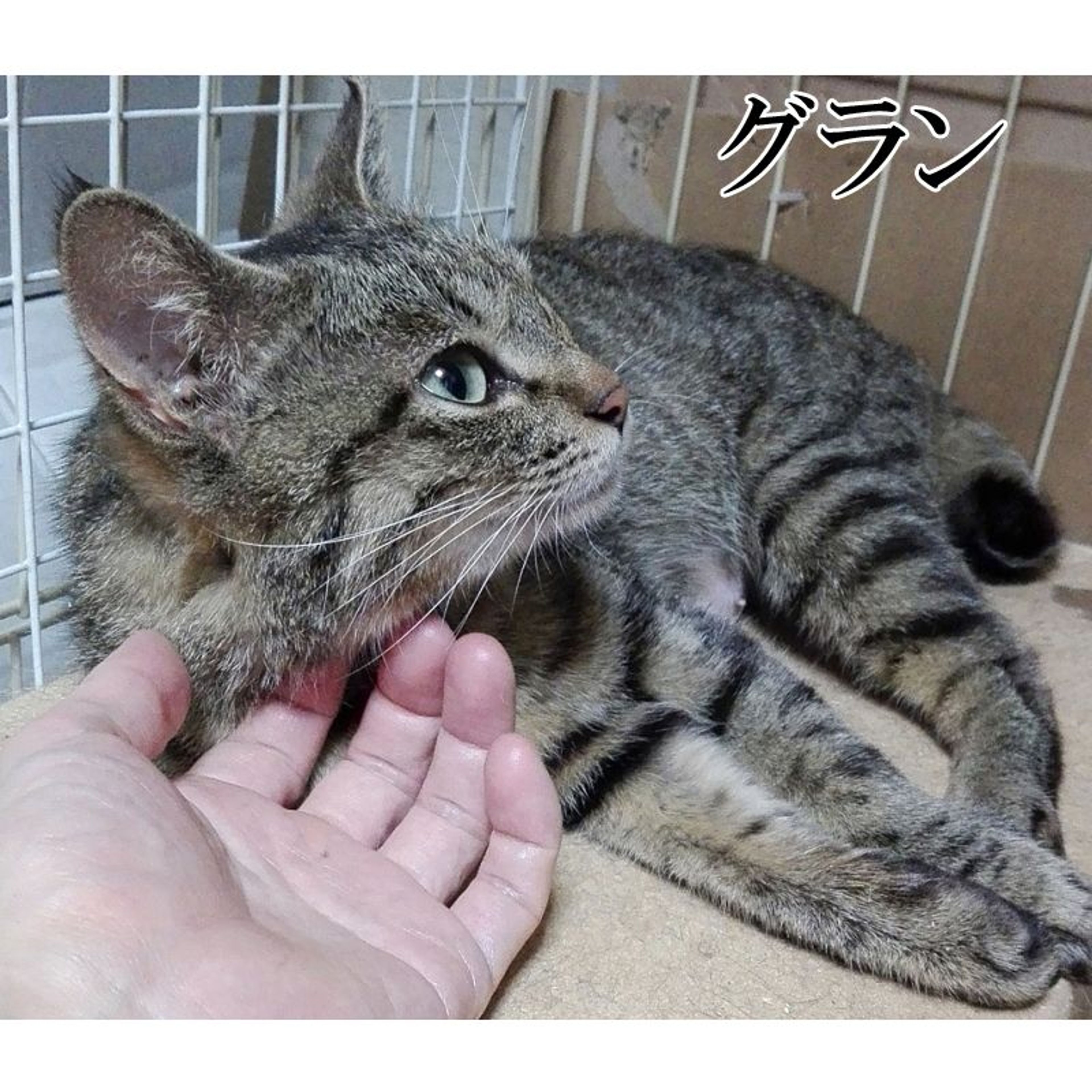 pet-image-5