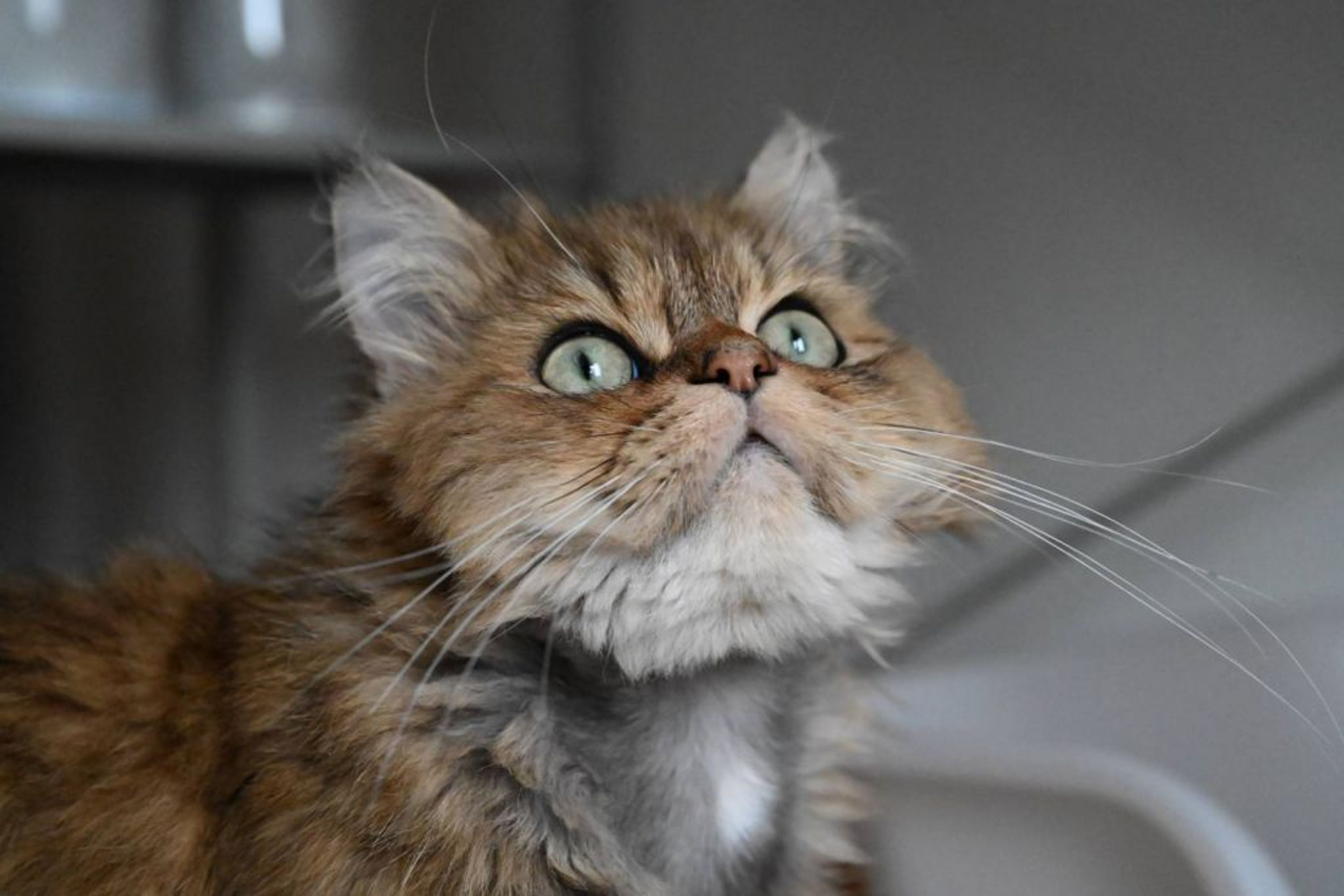 雑種（ミックス猫）・オスの里親募集の写真