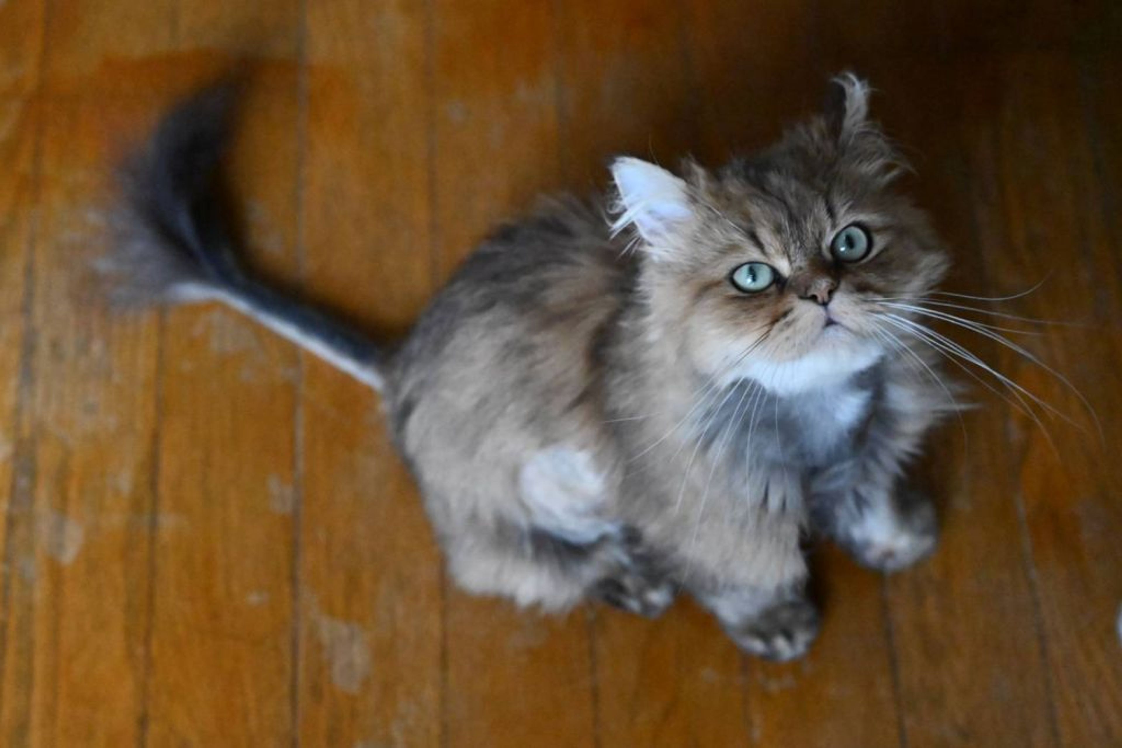 pet-image-4