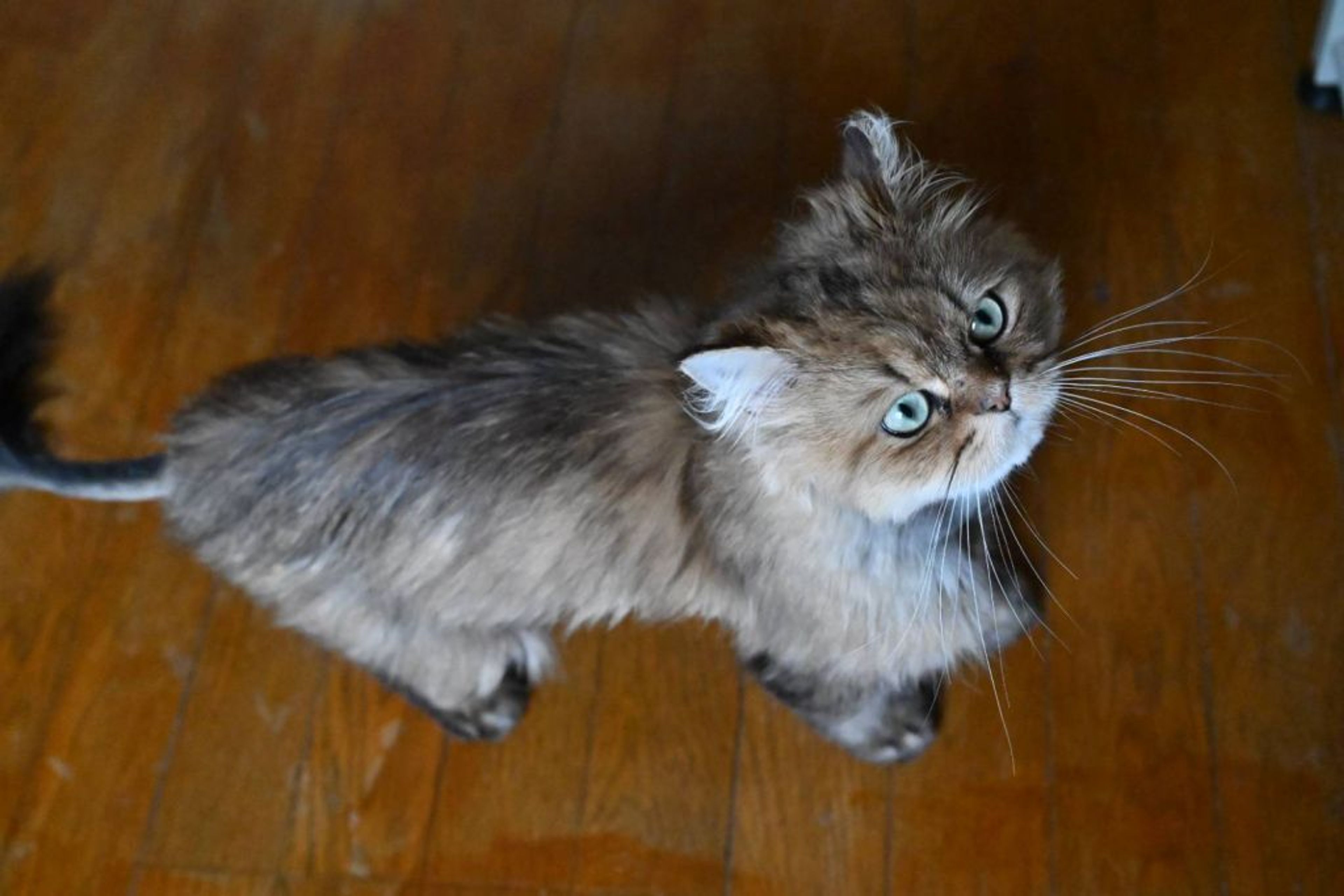 pet-image-5