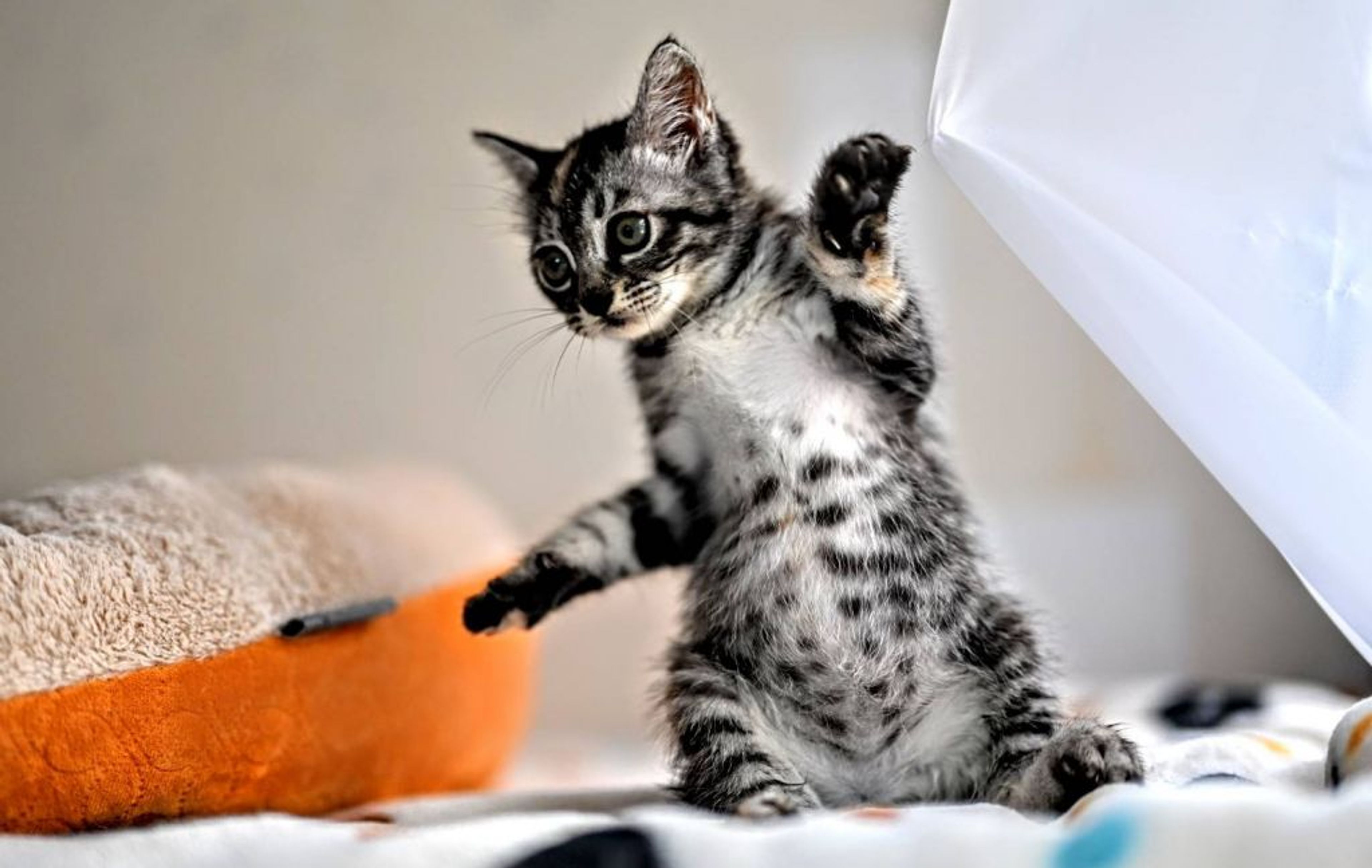 雑種（ミックス猫）・メスの里親募集の写真