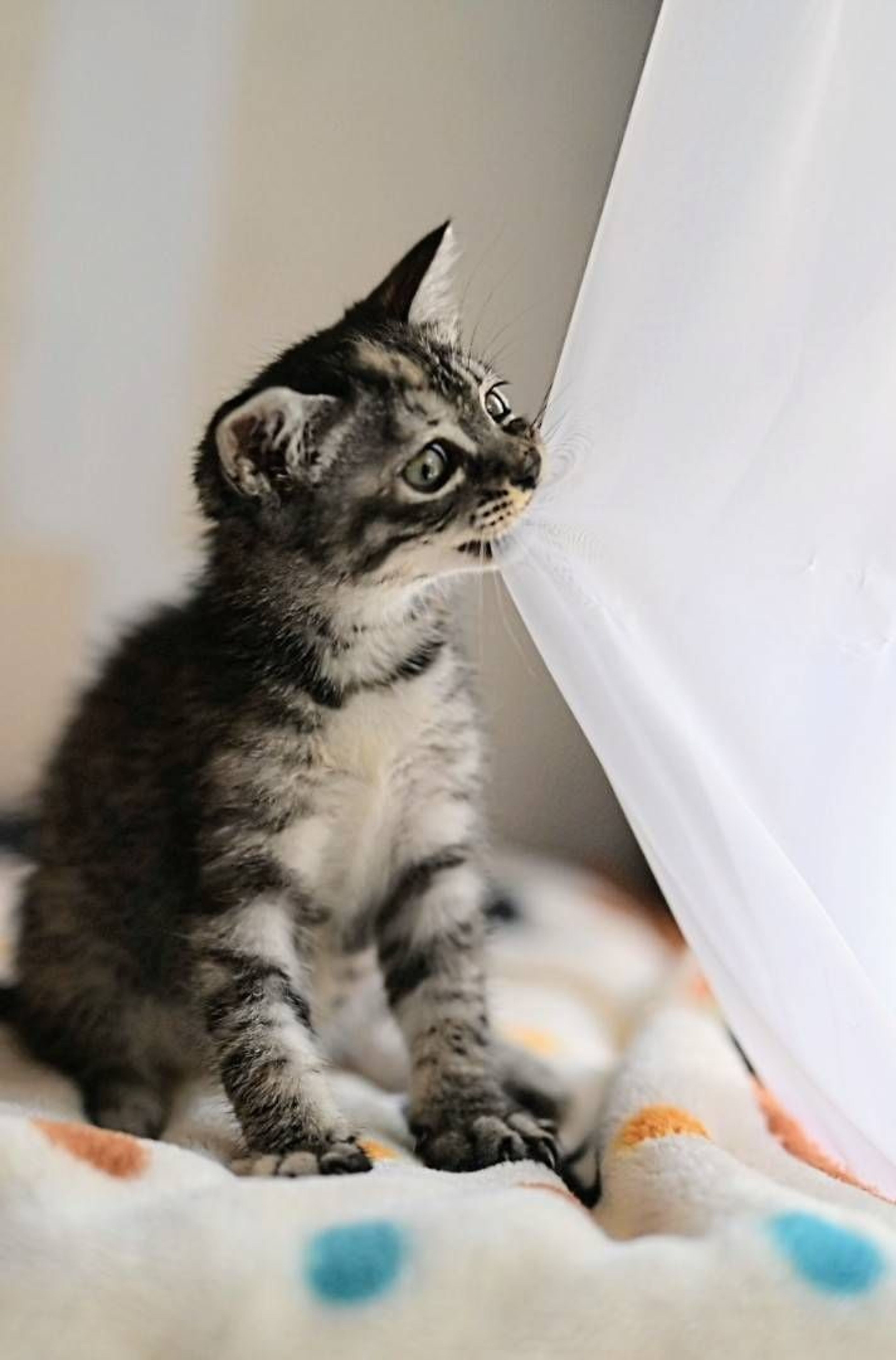 pet-image-4