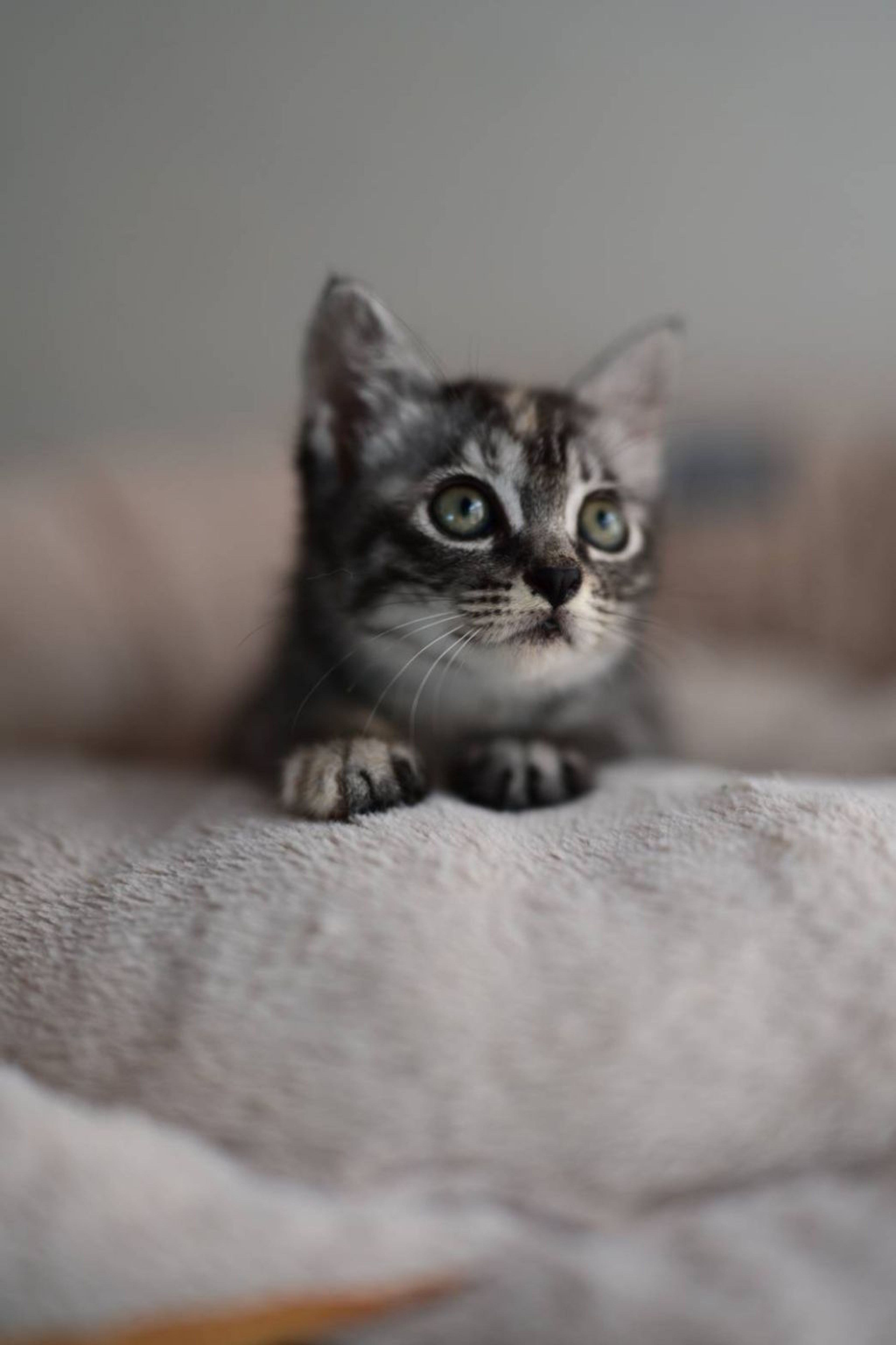 pet-image-5
