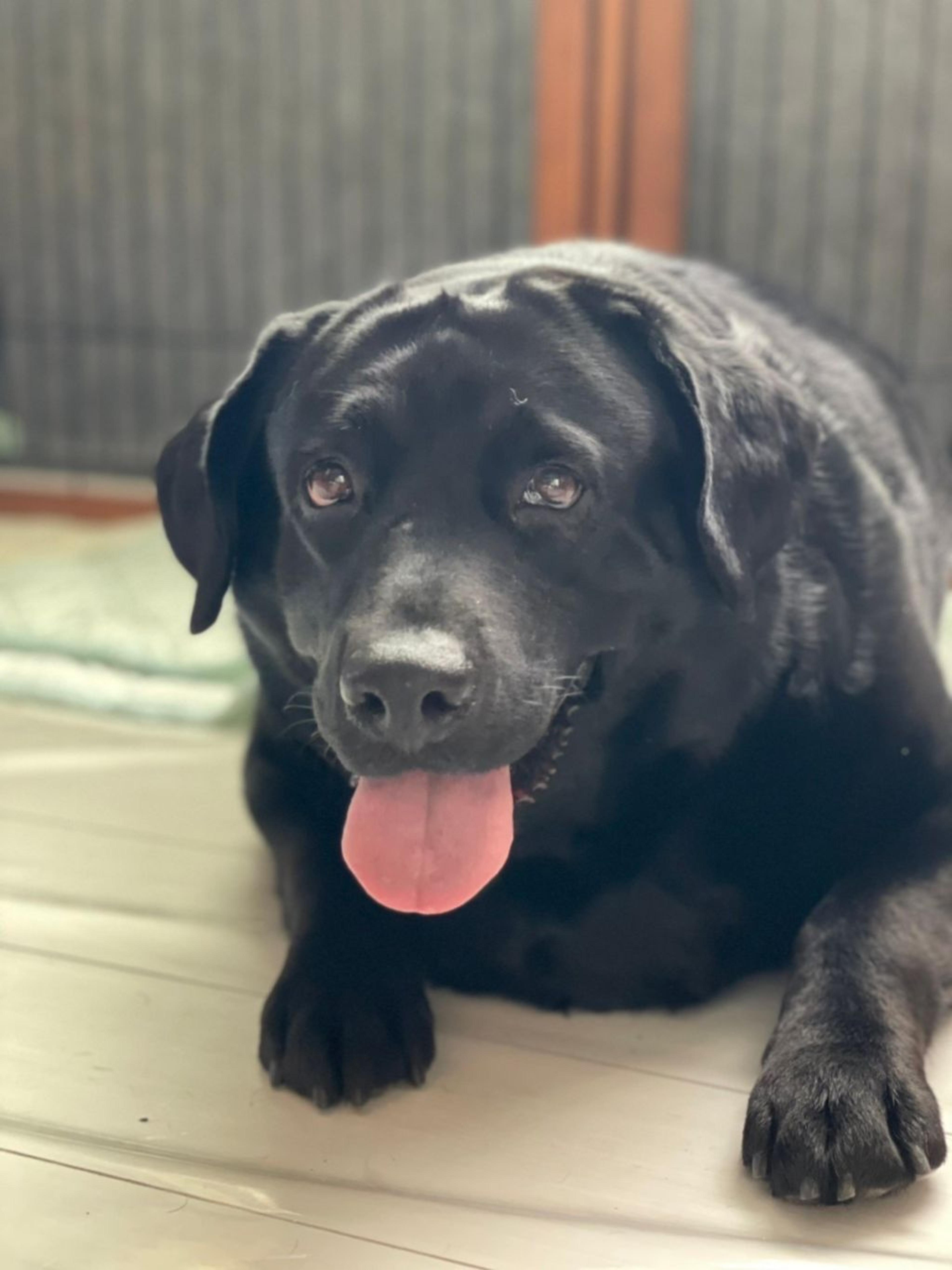pet-image-4