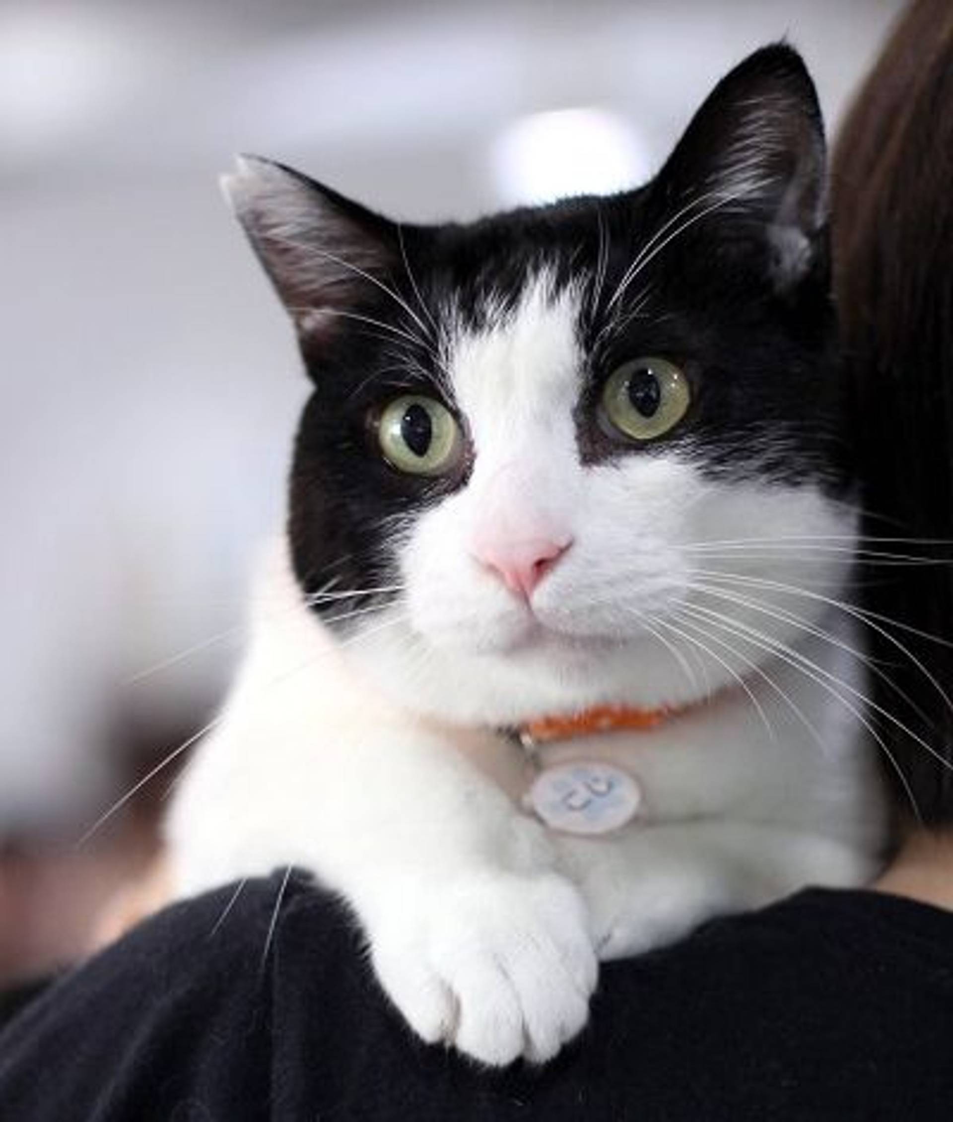 雑種（ミックス猫）・オスの里親募集の写真