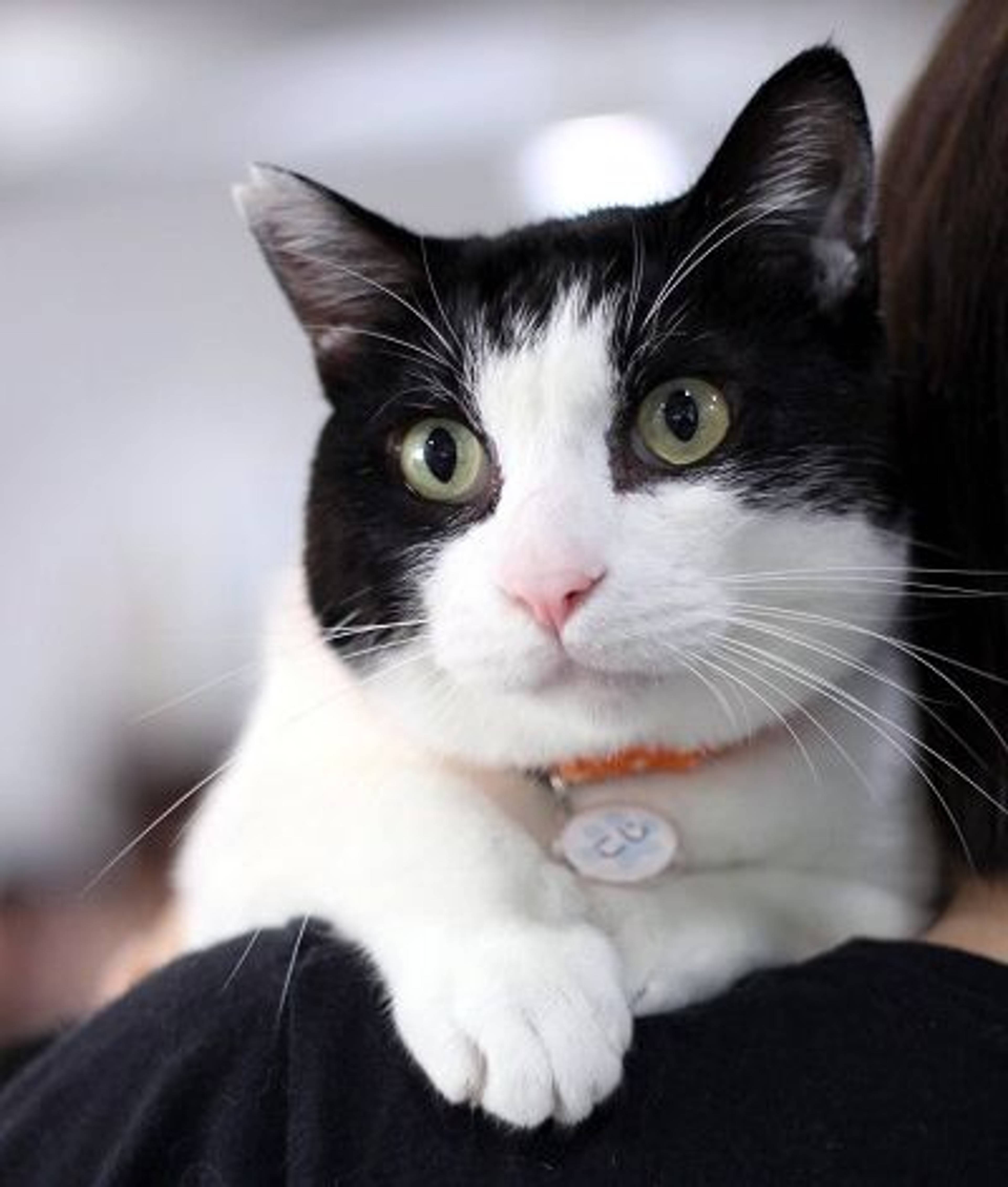 雑種（ミックス猫）・オスの里親募集の写真