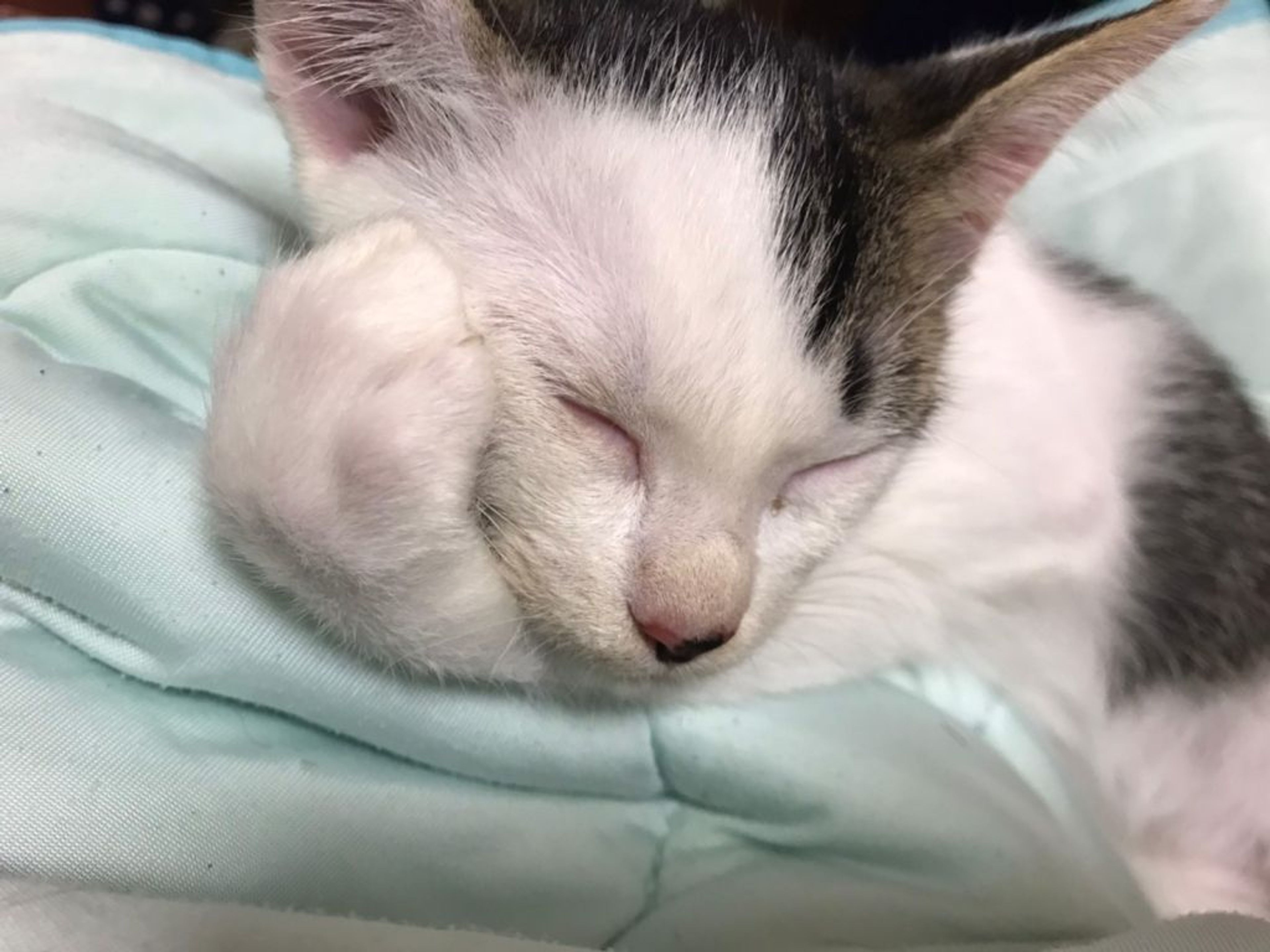 pet-image-3