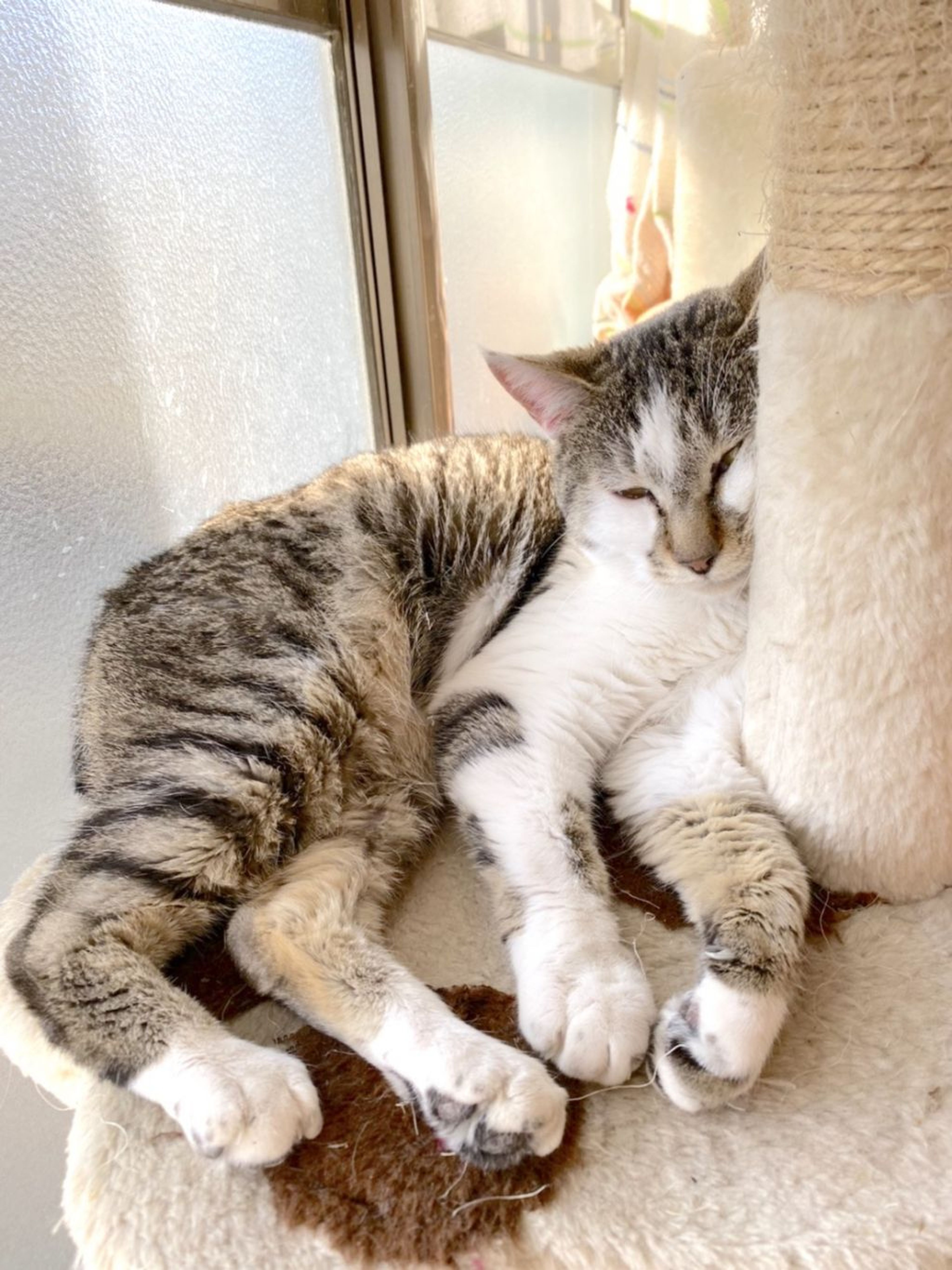 pet-image-2