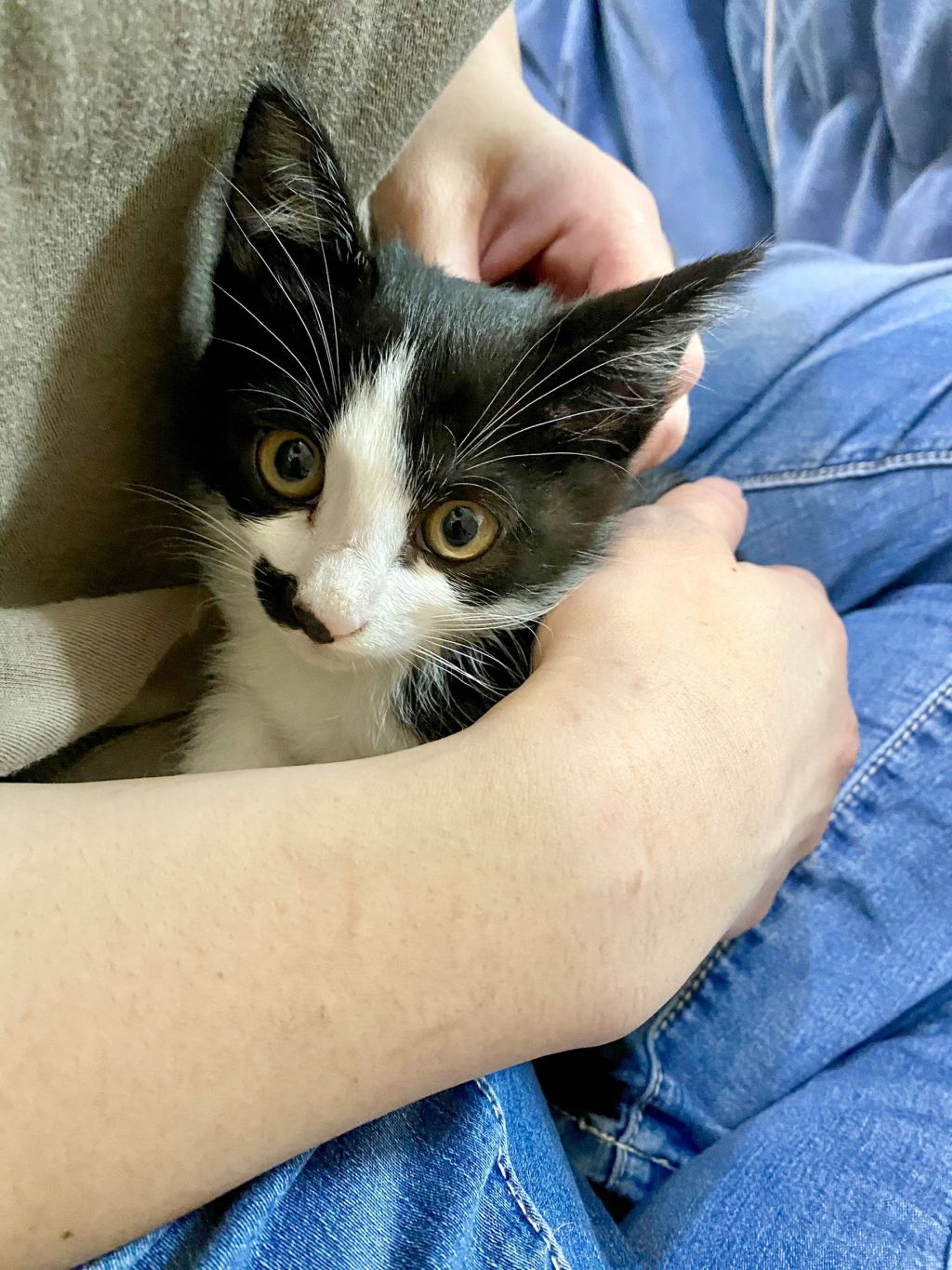 雑種（ミックス猫）・オスの里親募集の写真