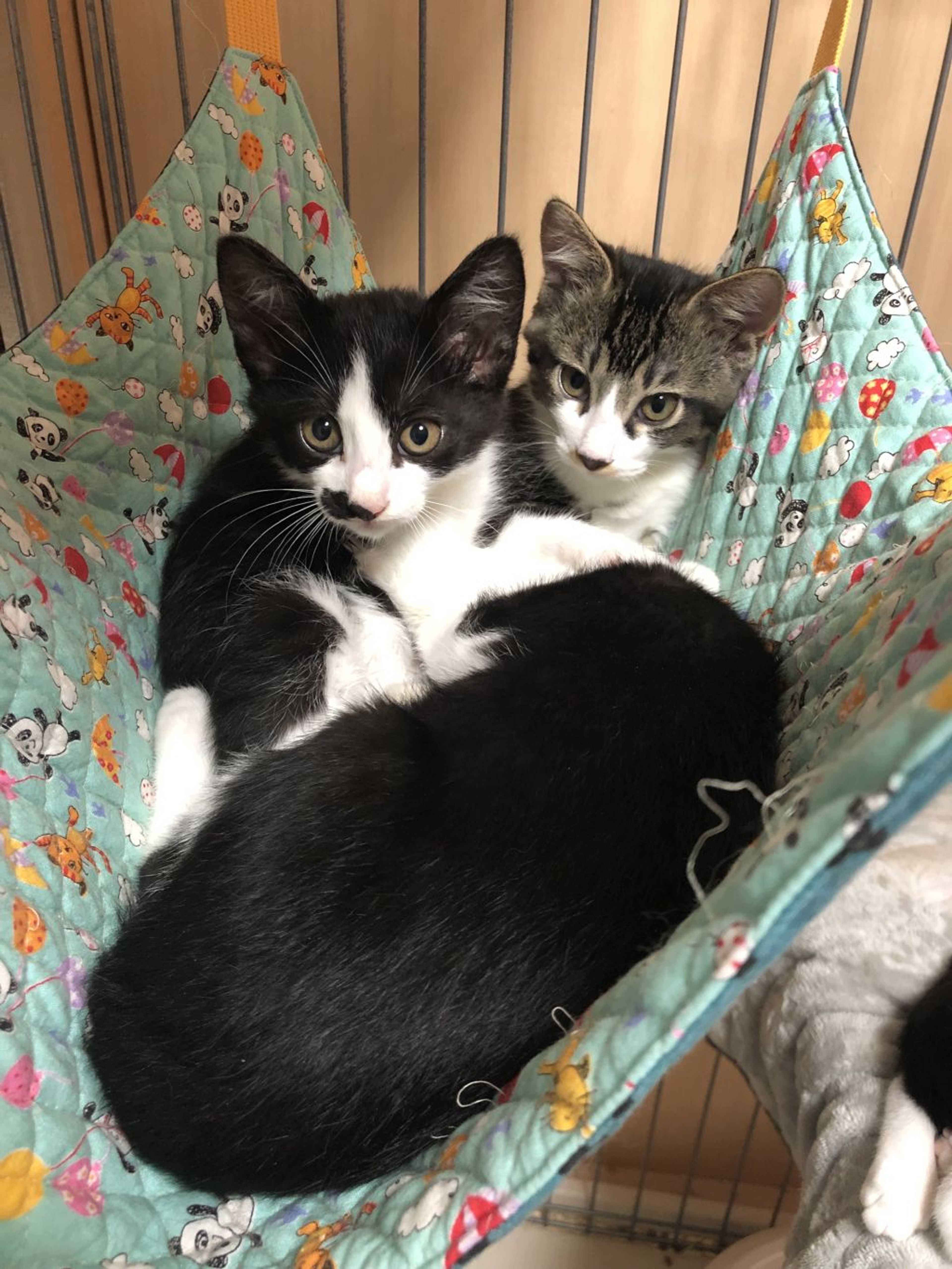 pet-image-2