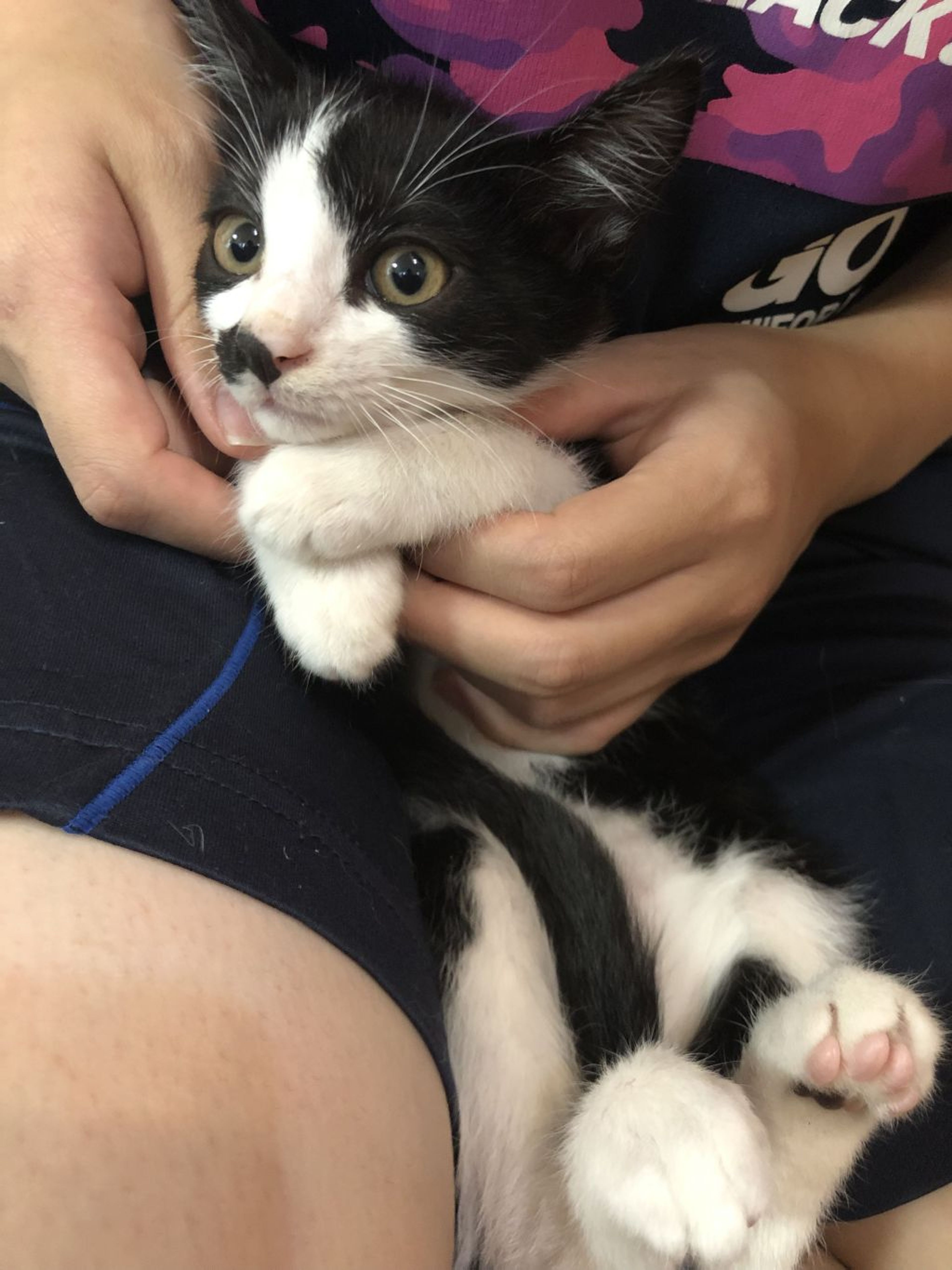 pet-image-3