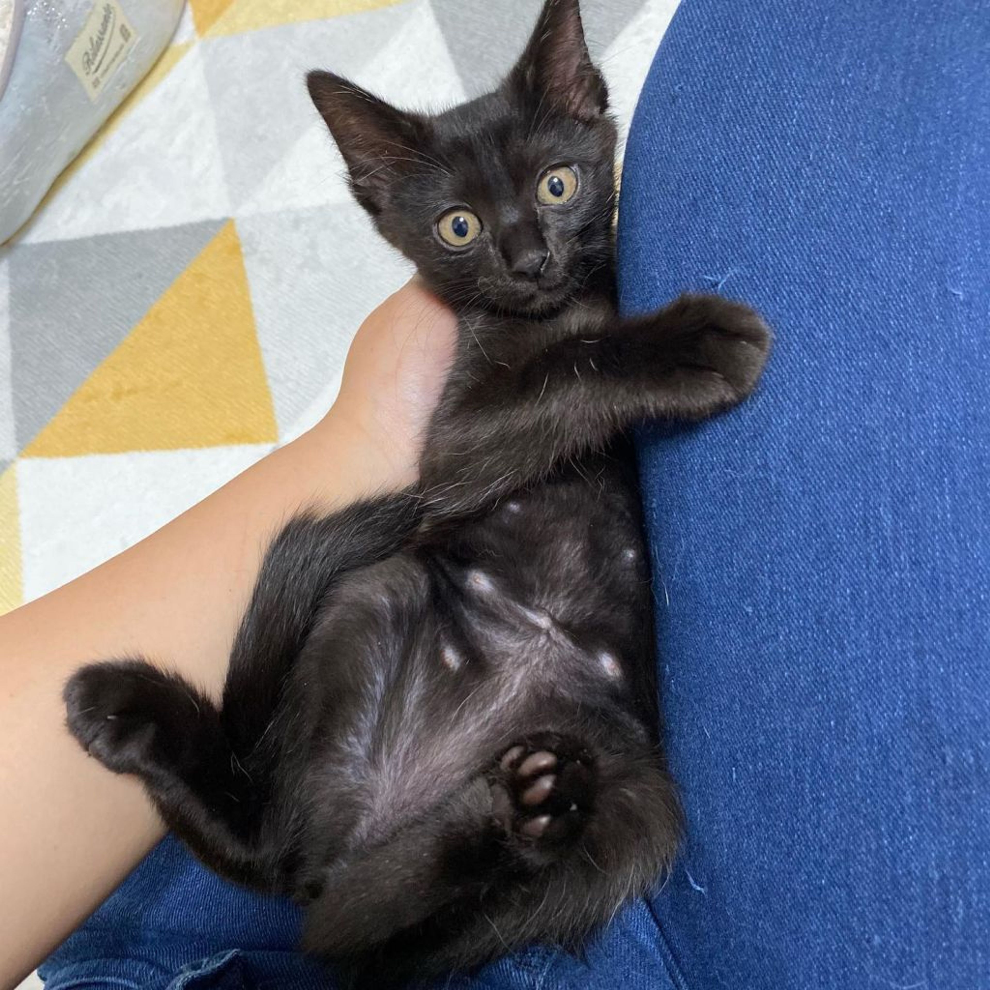 pet-image-3