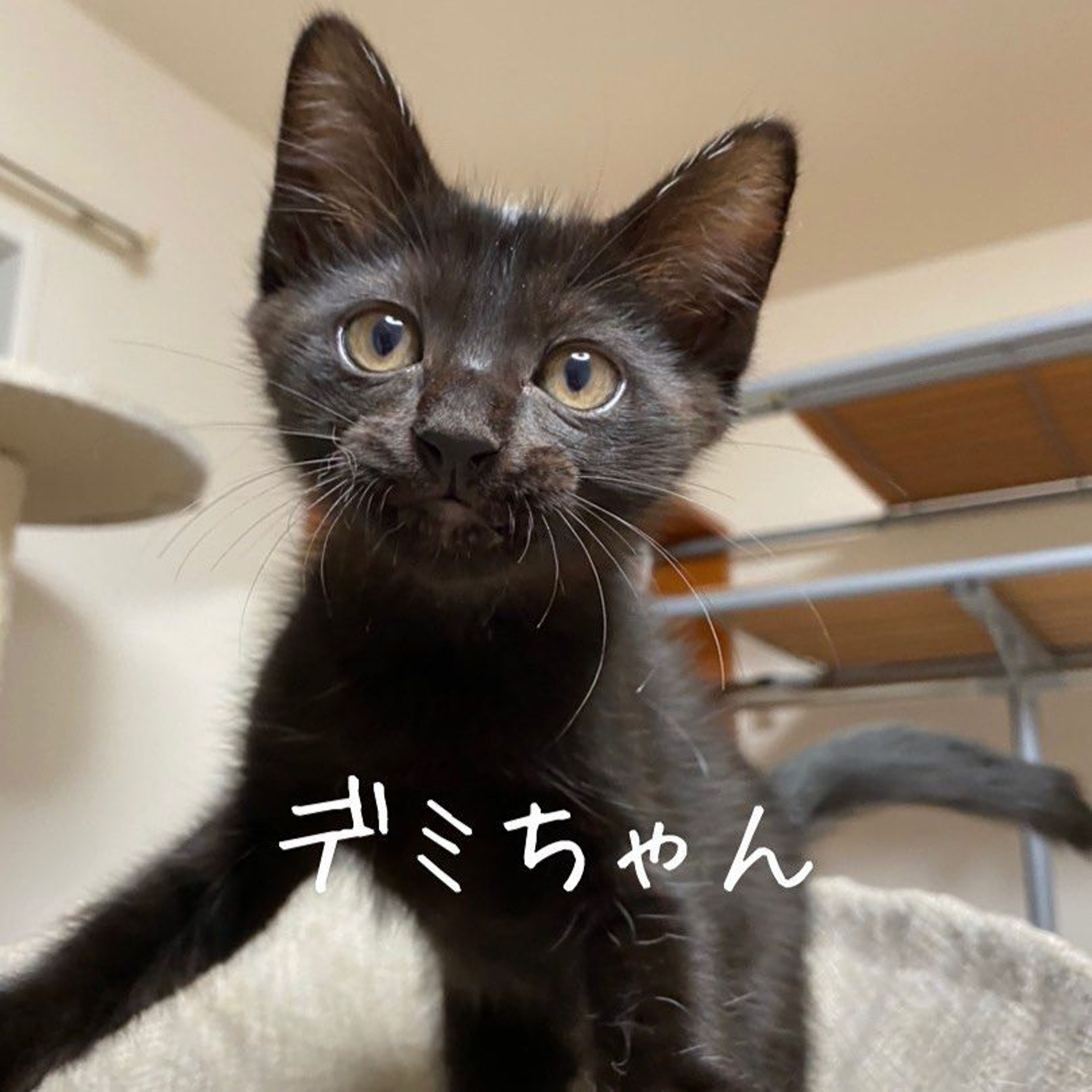pet-image-4