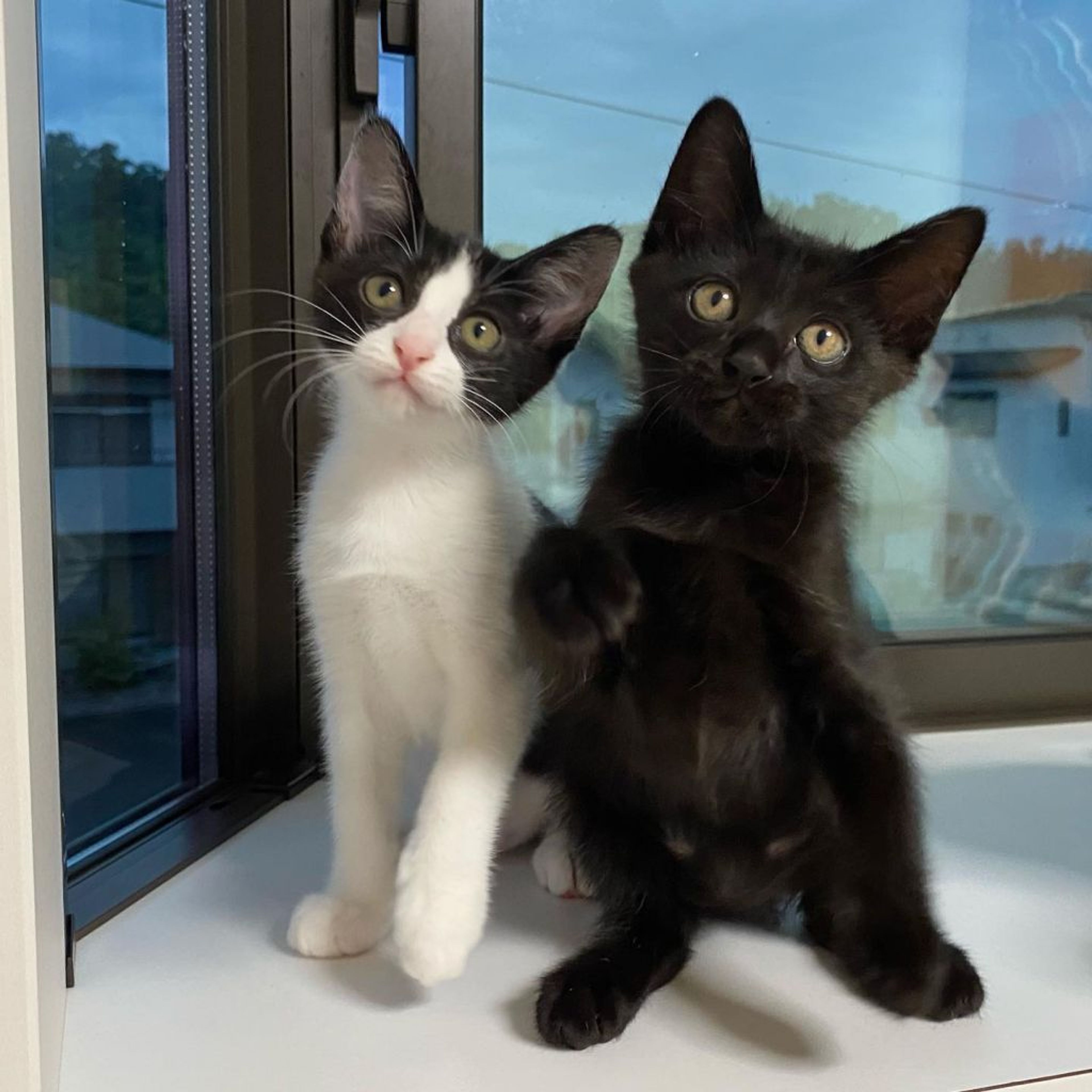 pet-image-9