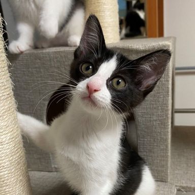 ジョジーの写真