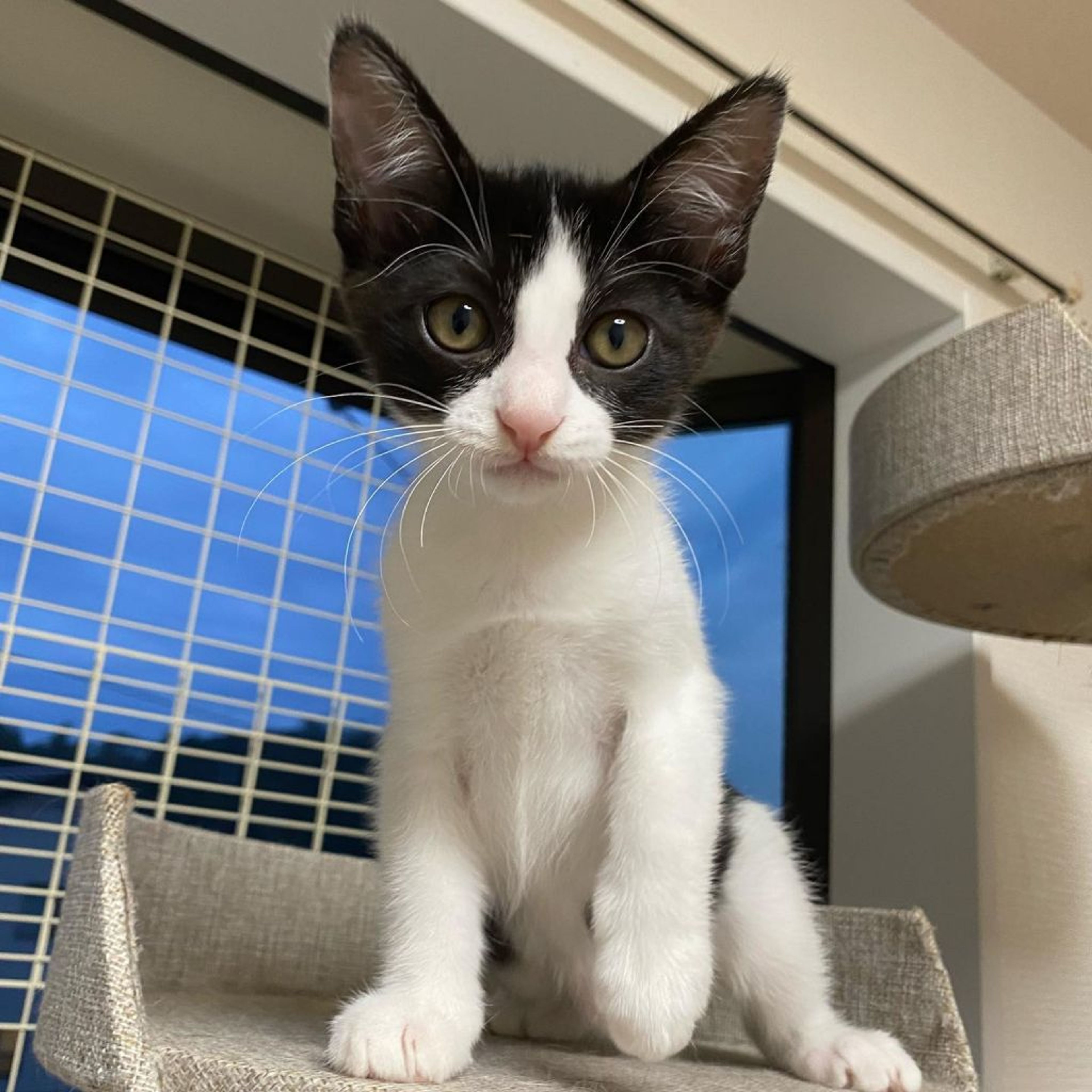 pet-image-2