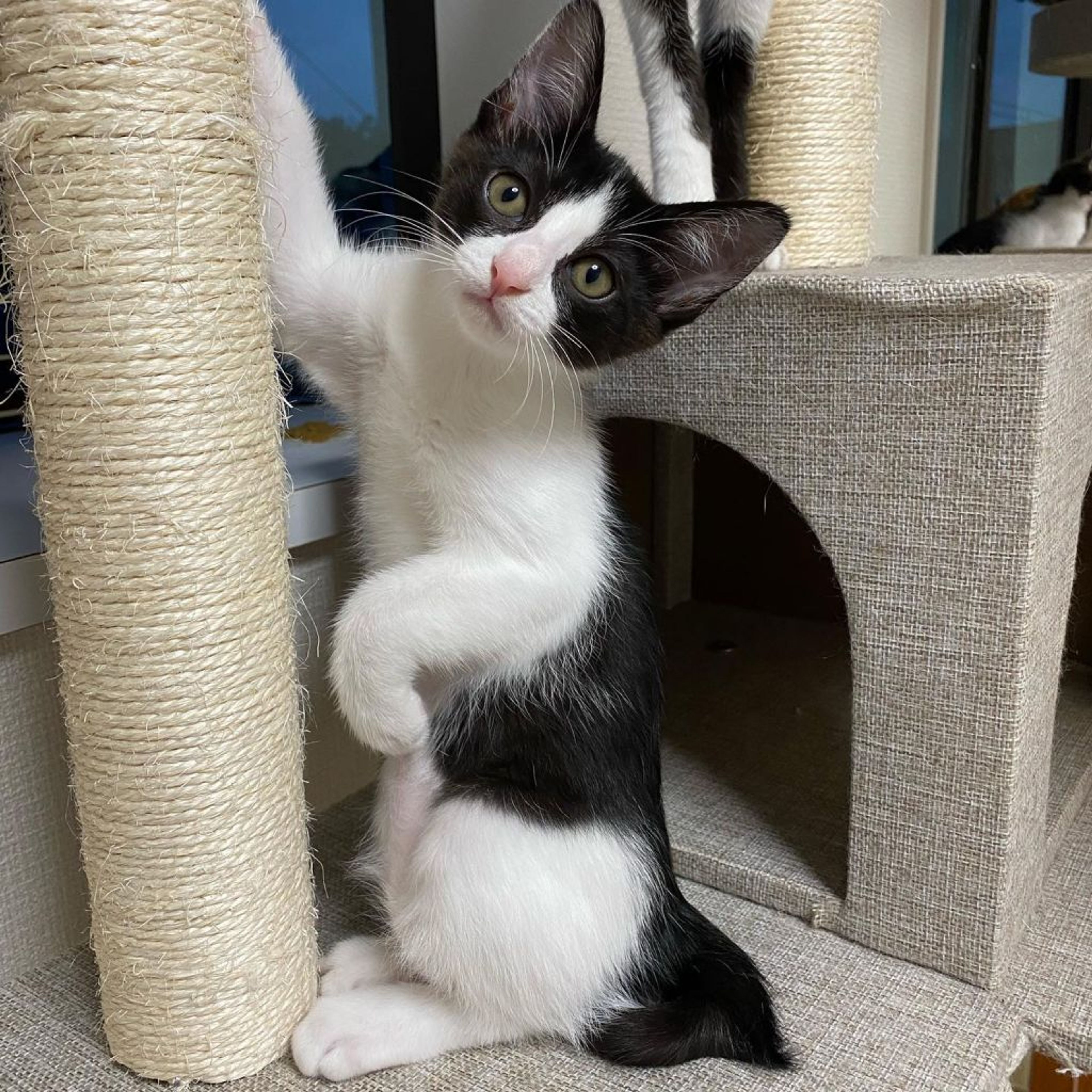 pet-image-3