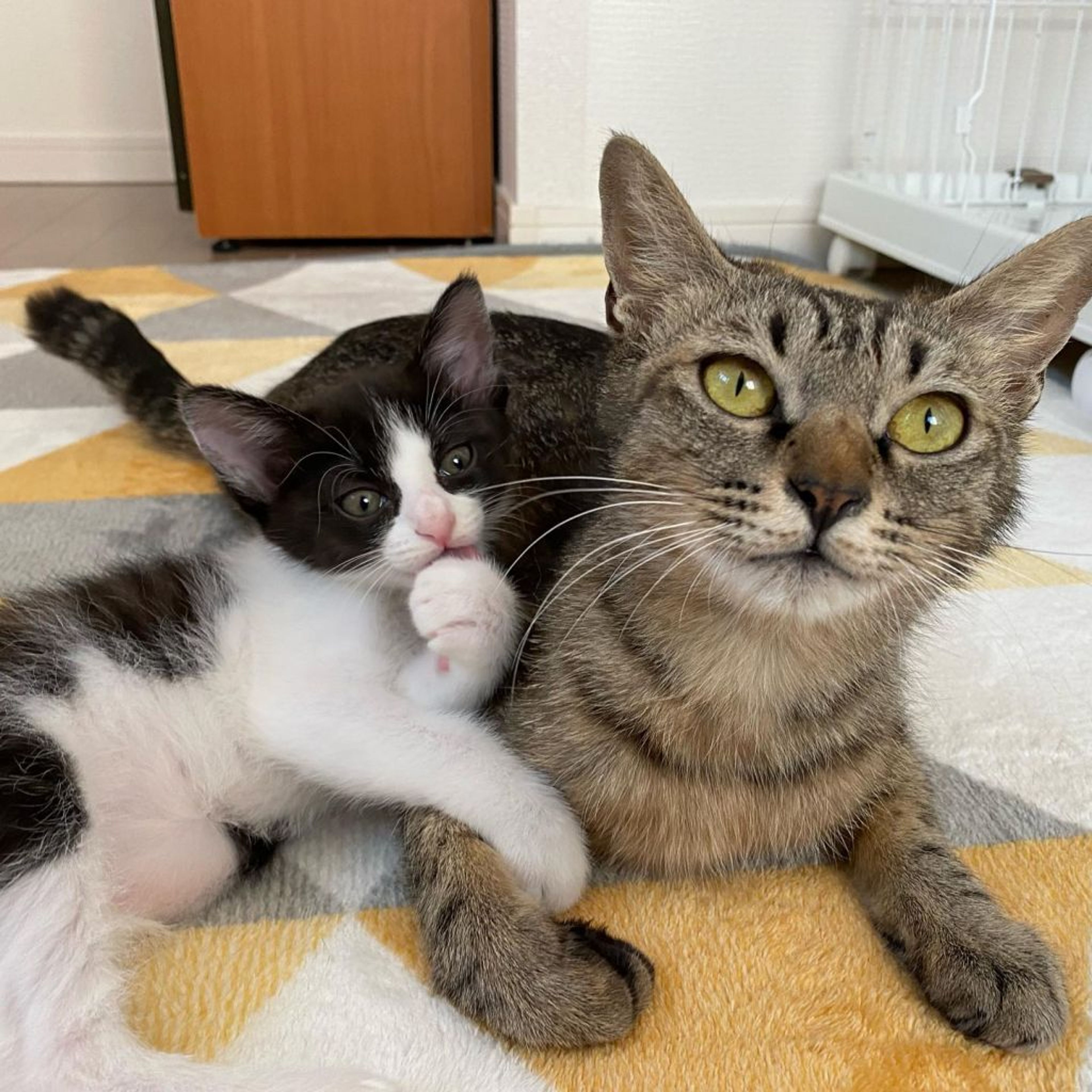 pet-image-9